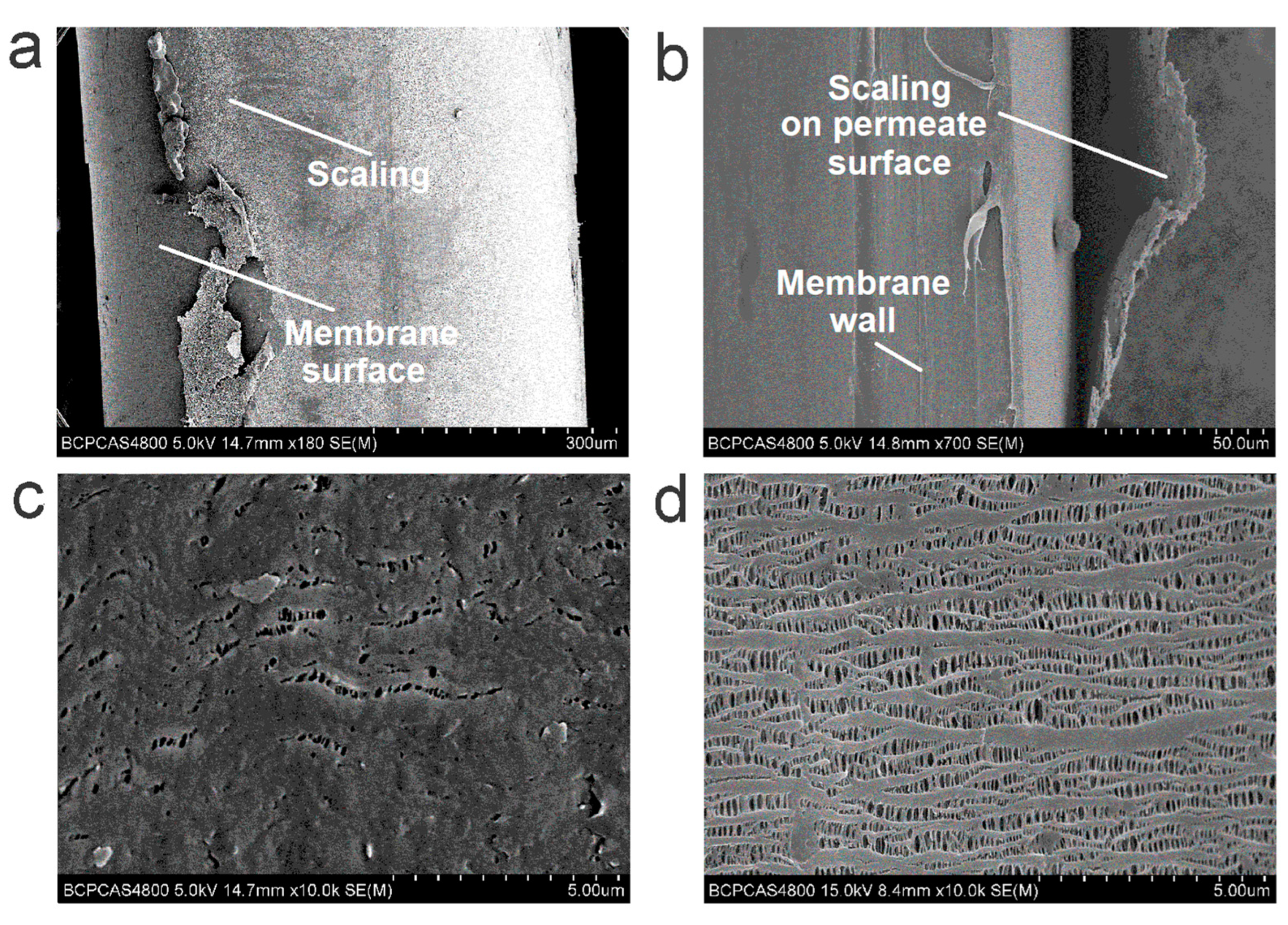 Membranes 12 00629 g007