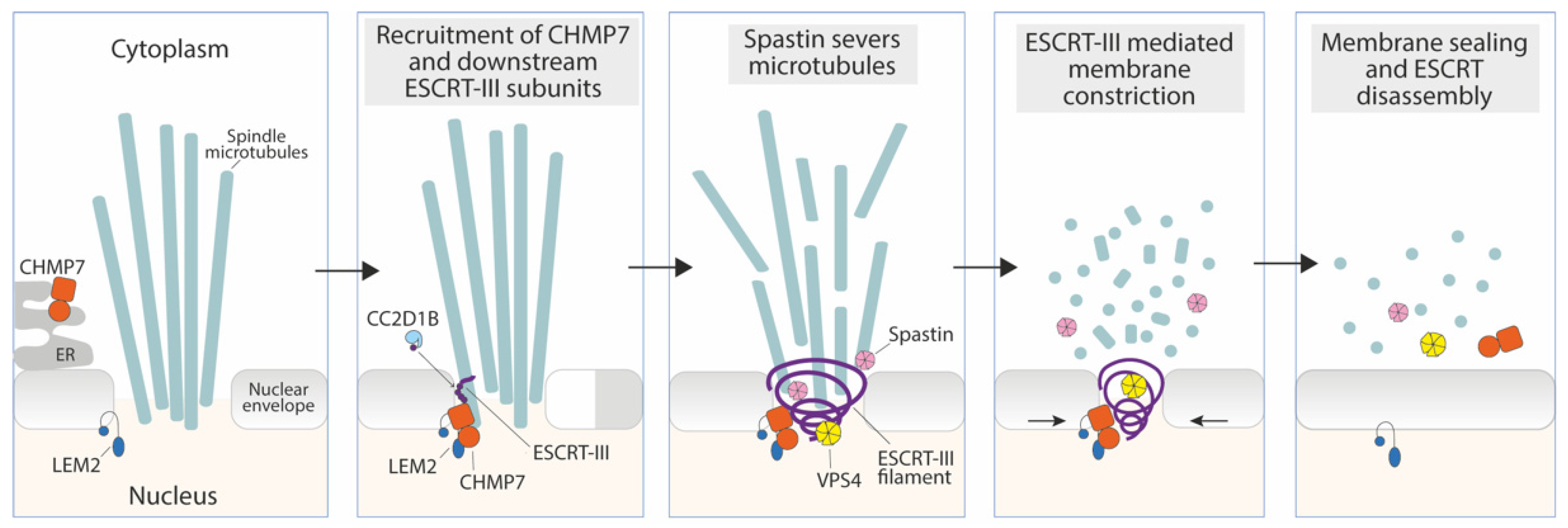 Membranes 12 00633 g002 550