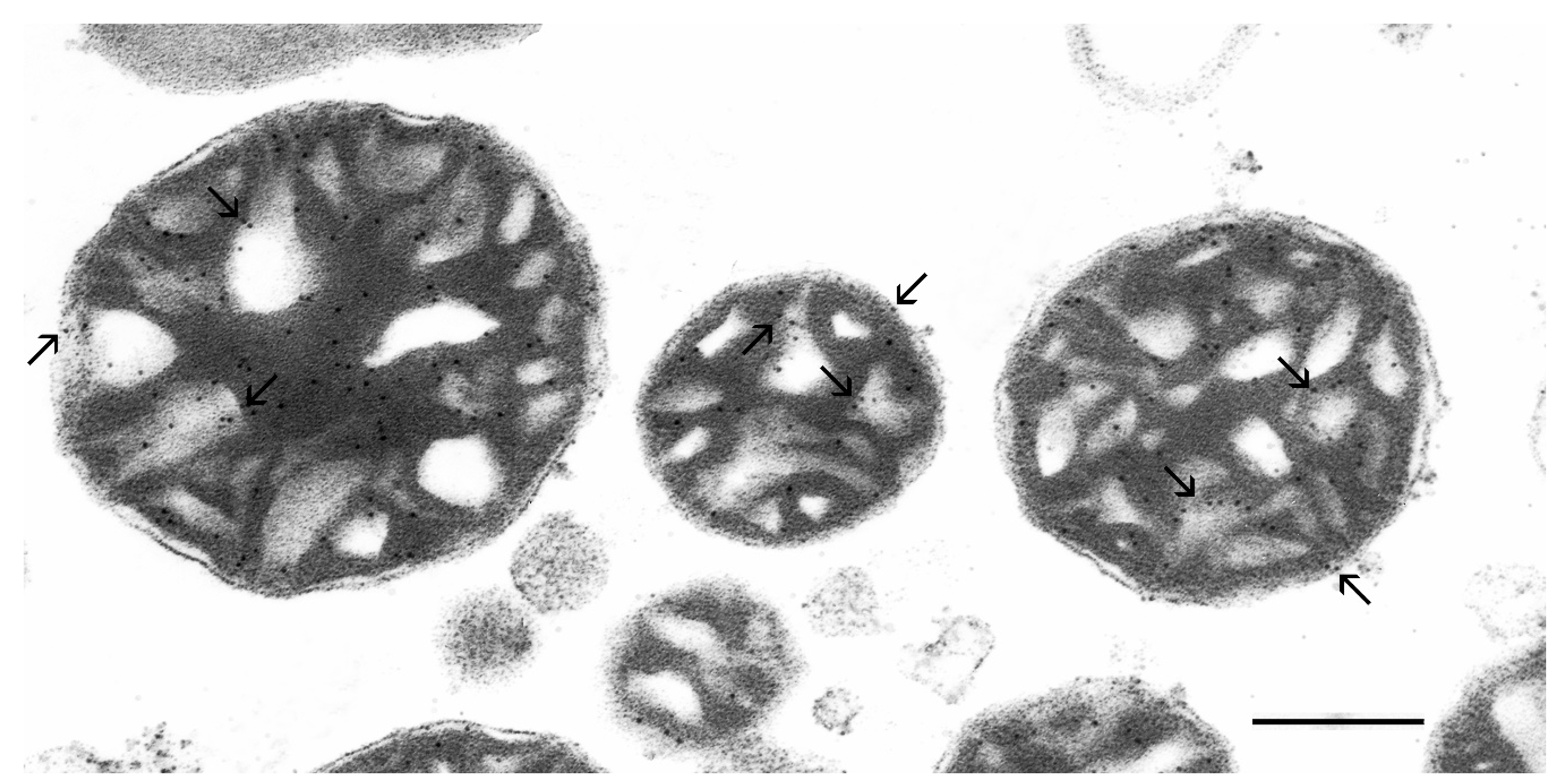 Membranes 12 00667 g007 Membranes 12 00667 g007