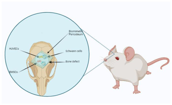 Membranes | Free Full-Text | Small Intestinal Submucosa Biomimetic 