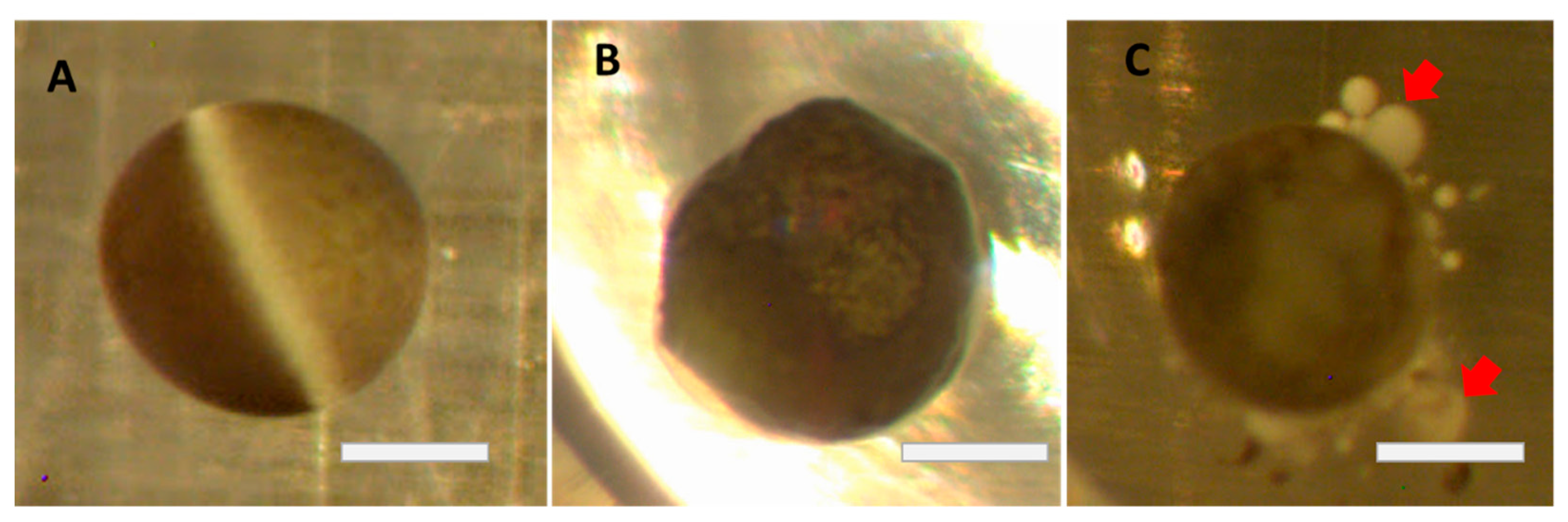 Membranes 12 00754 g001 550