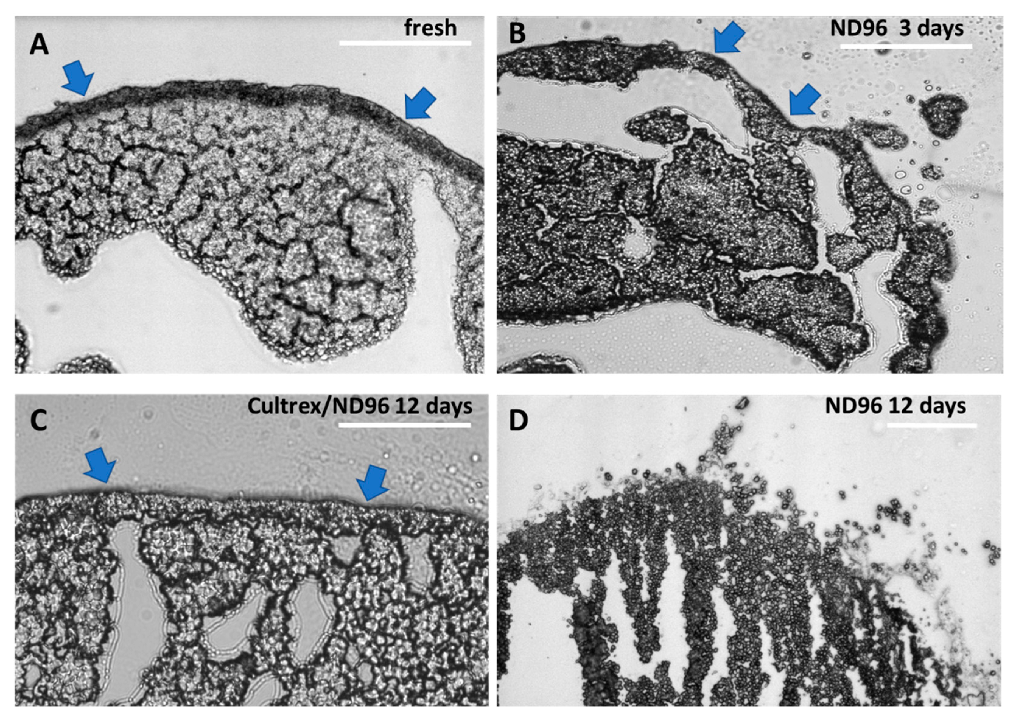 Membranes 12 00754 g004 550