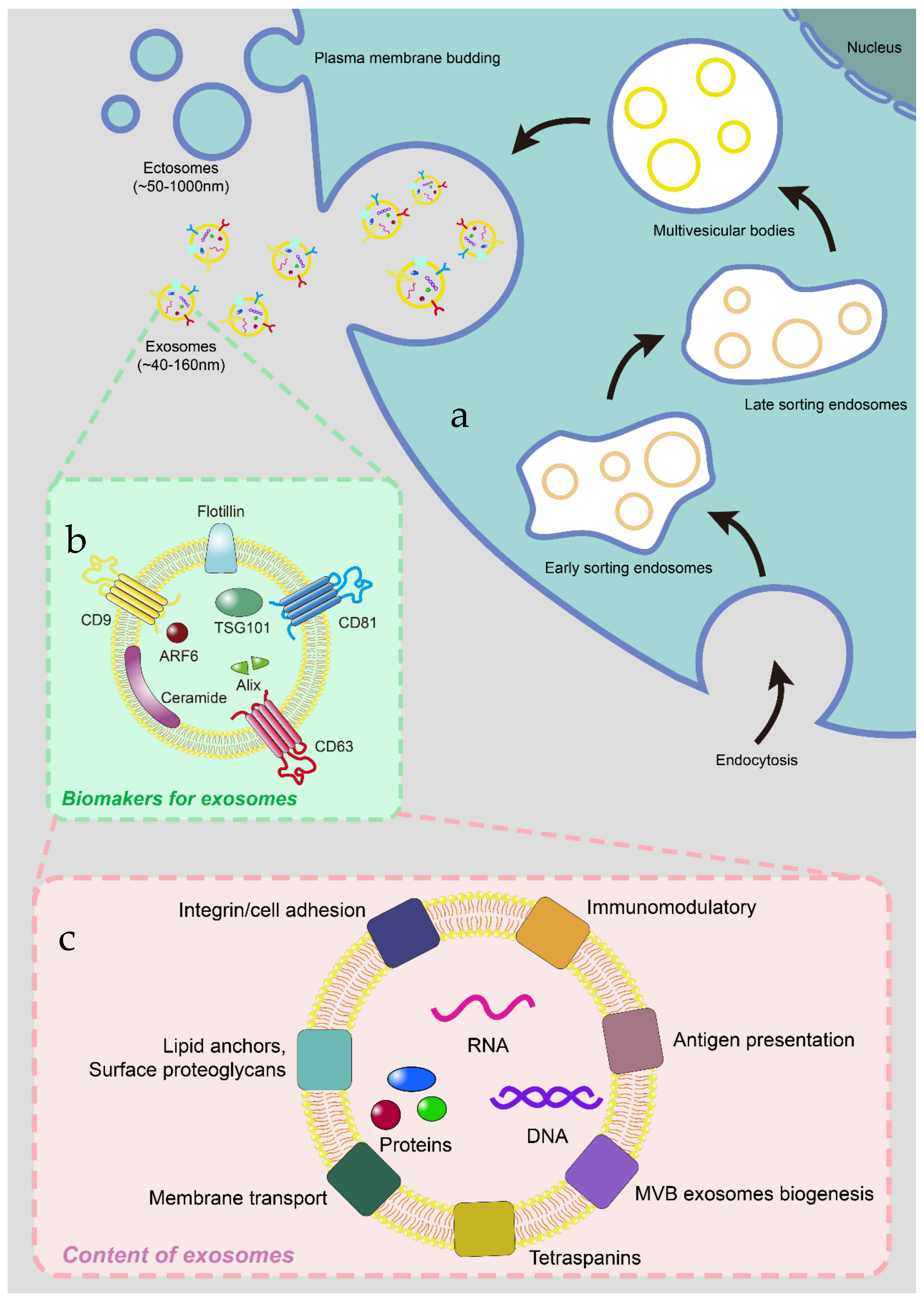 Membranes 12 00775 g001