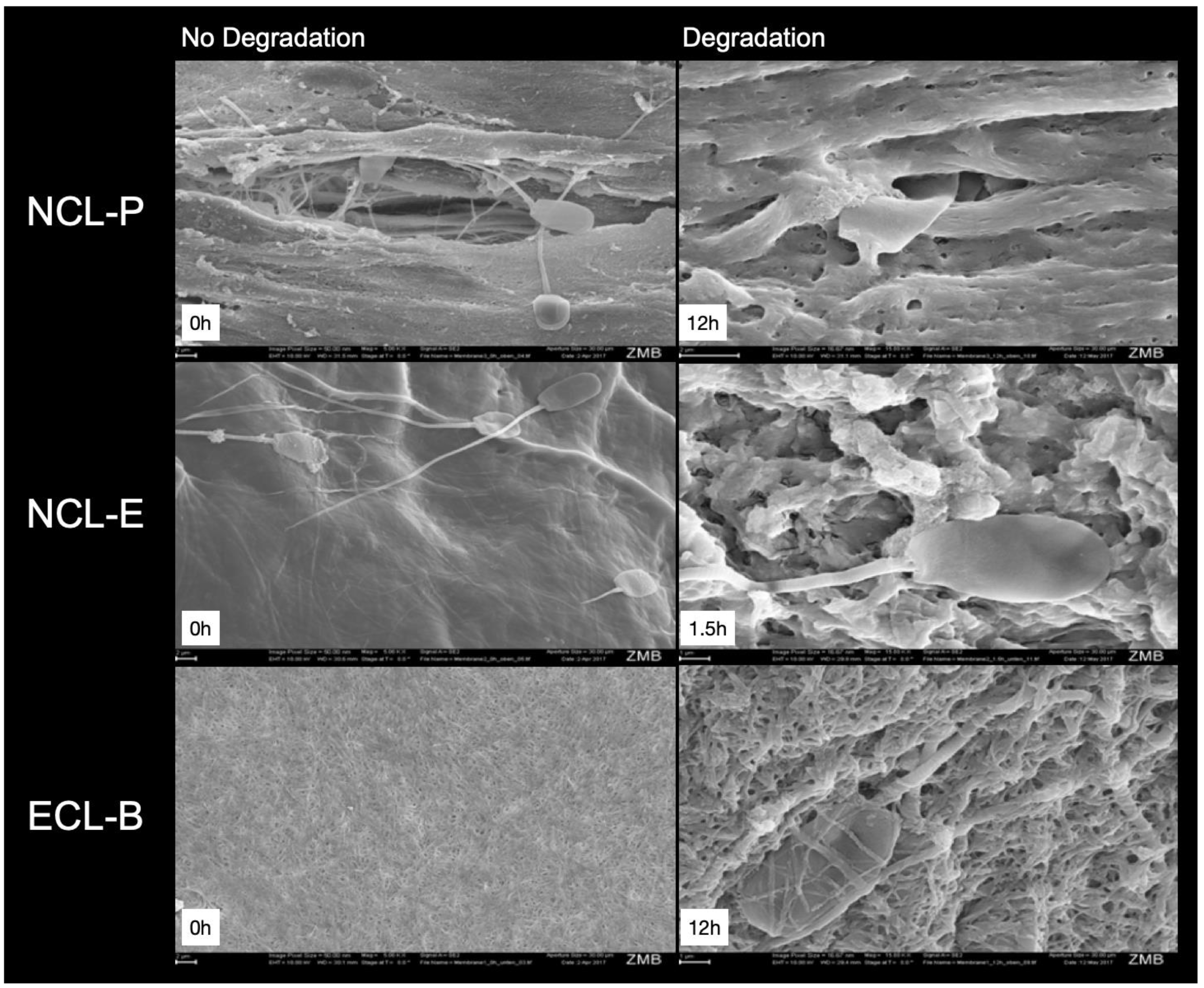 Membranes 12 00787 g005 550
