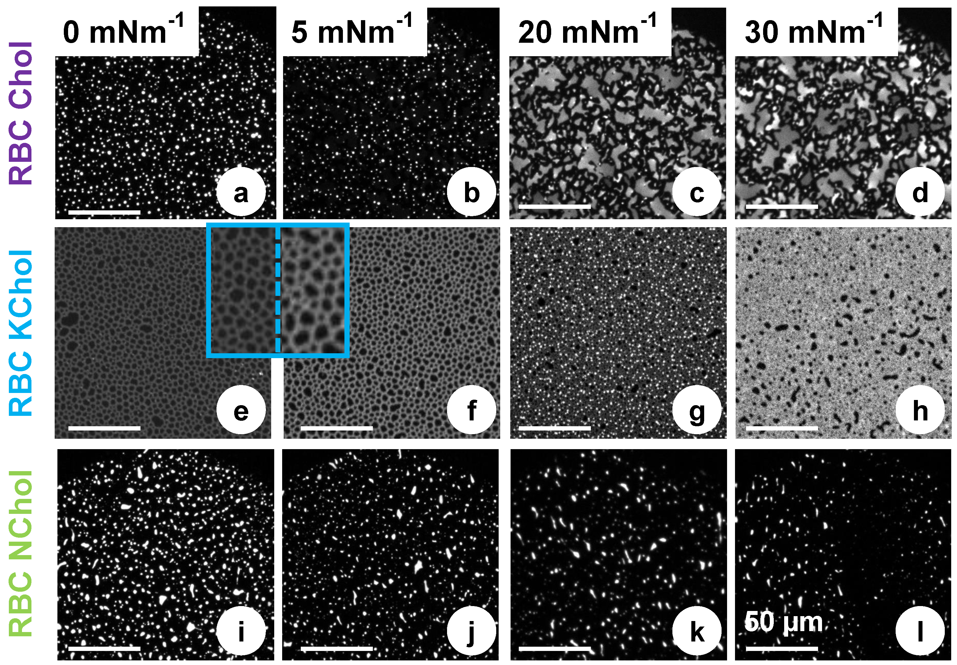 Membranes 12 00828 g005