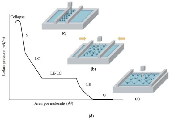 Solid and Liquid Surface-Supported Bacterial Membrane