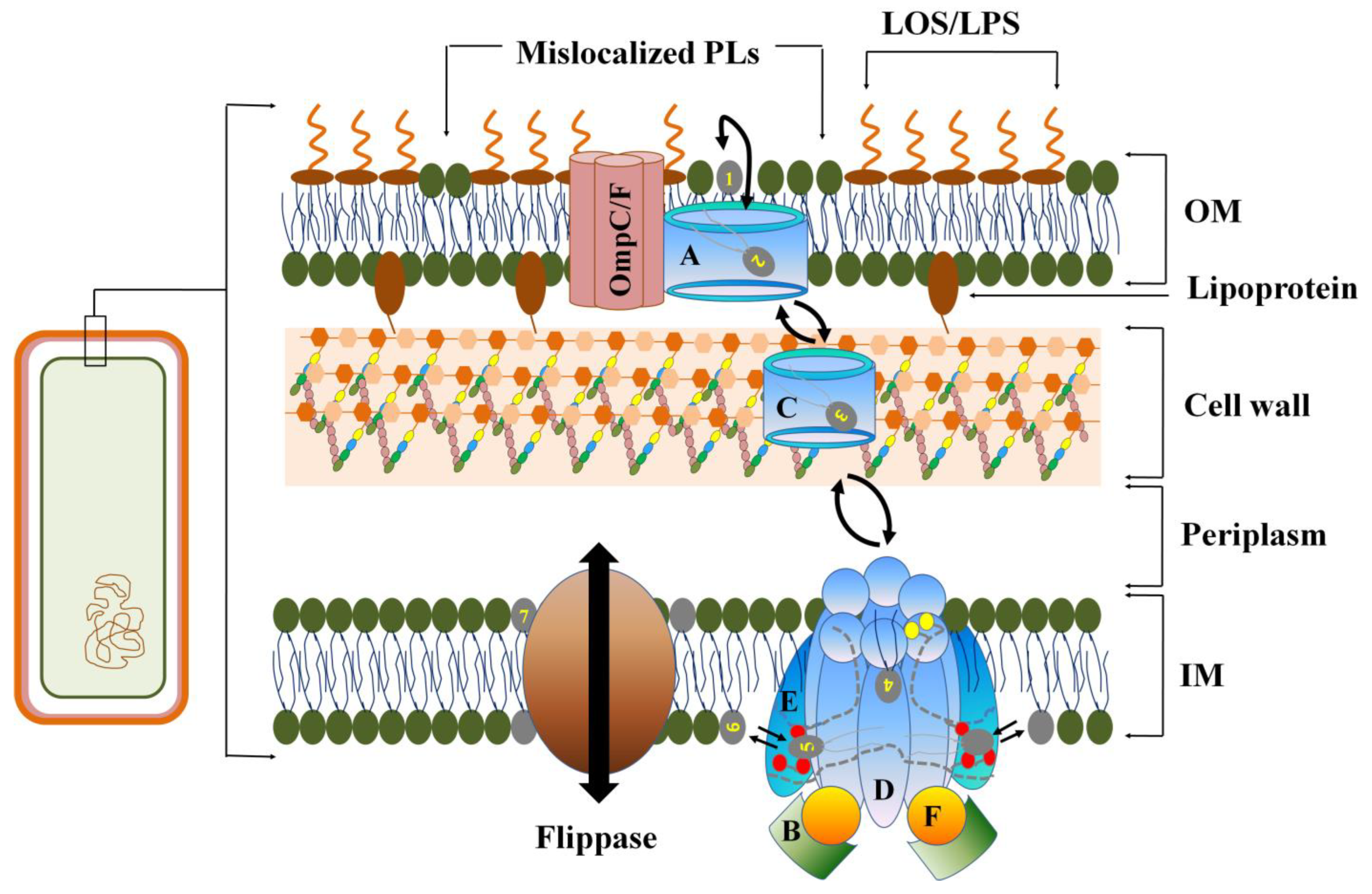 Sterol carrier protein 2: A promising target in the pathogenesis