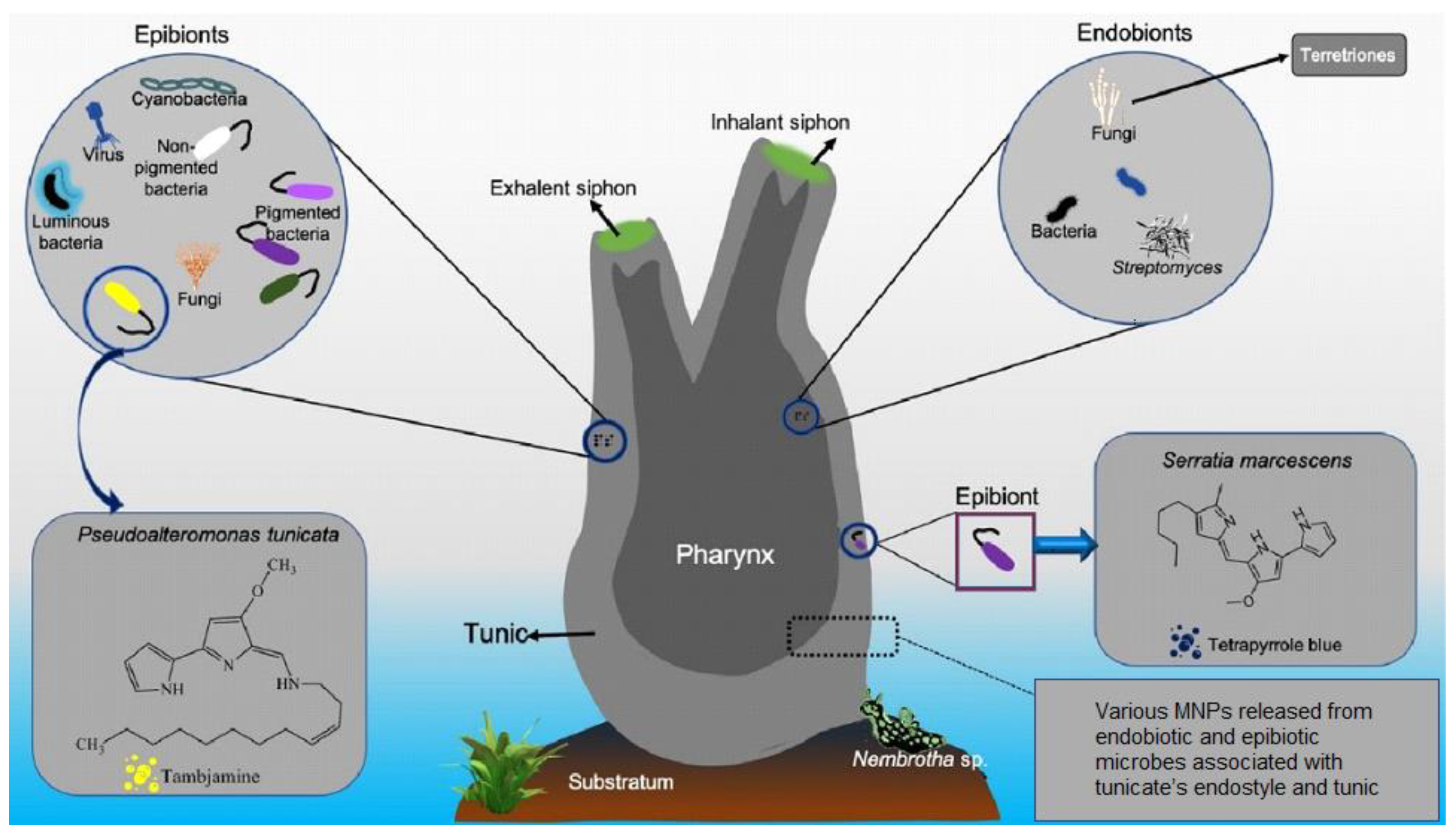Membranes 12 00975 g002