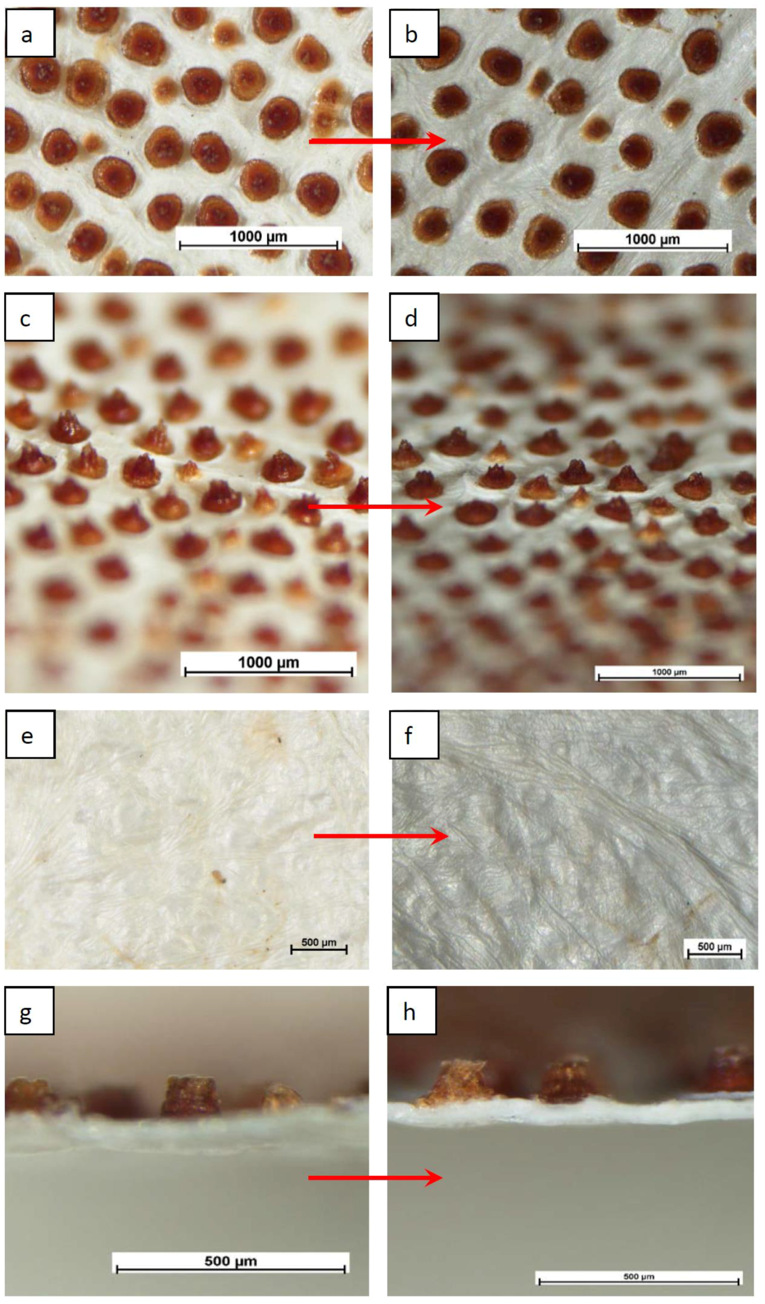 Membranes 12 00975 g003