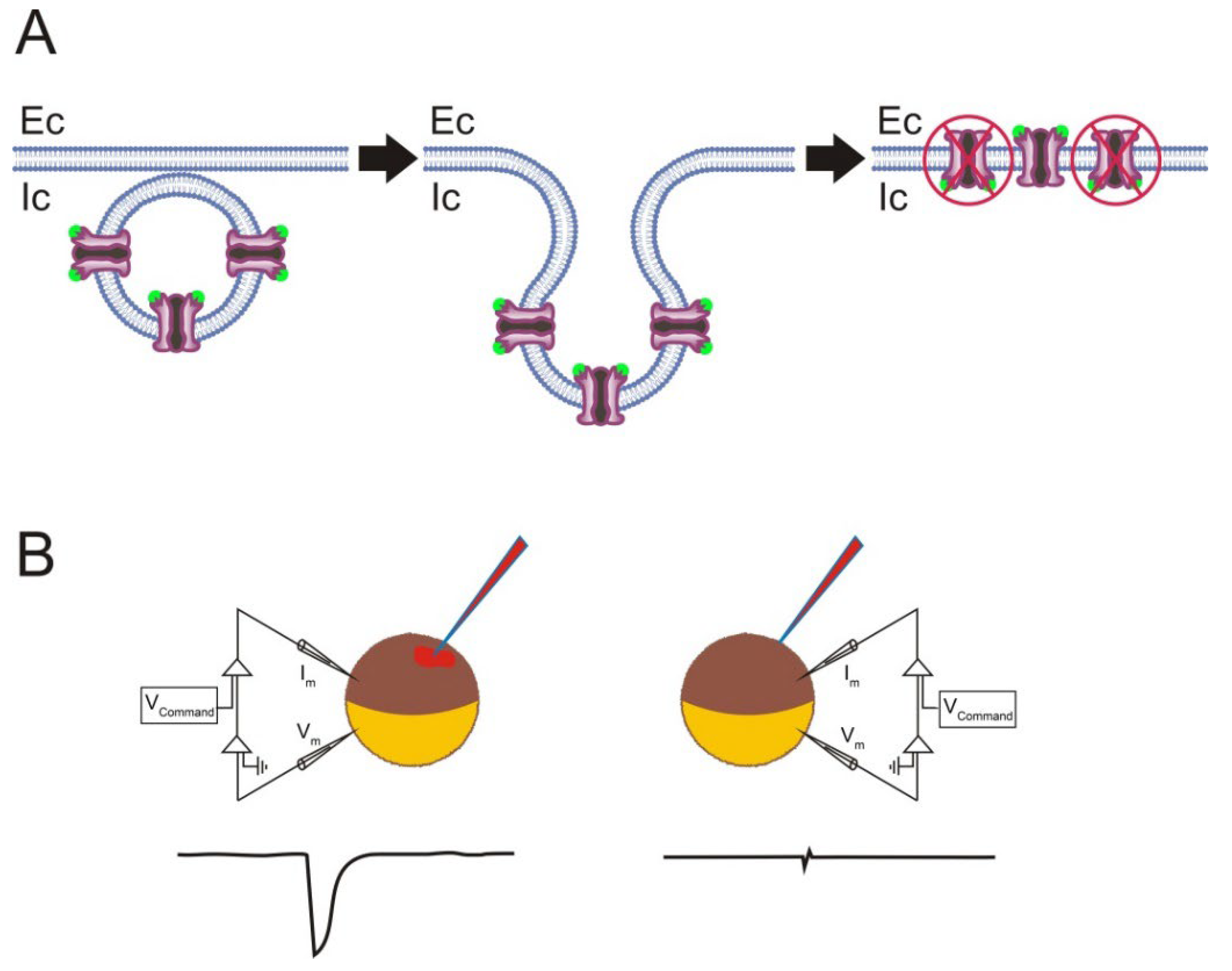 Membranes 12 00986 g005