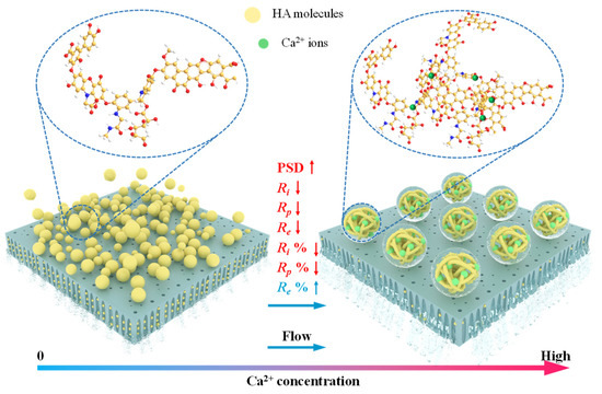 Impacts of Calcium Addition on Humic Acid Fouling and the Related ...
