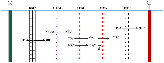 Separation and Concentration of Nitrogen and Phosphorus in a 