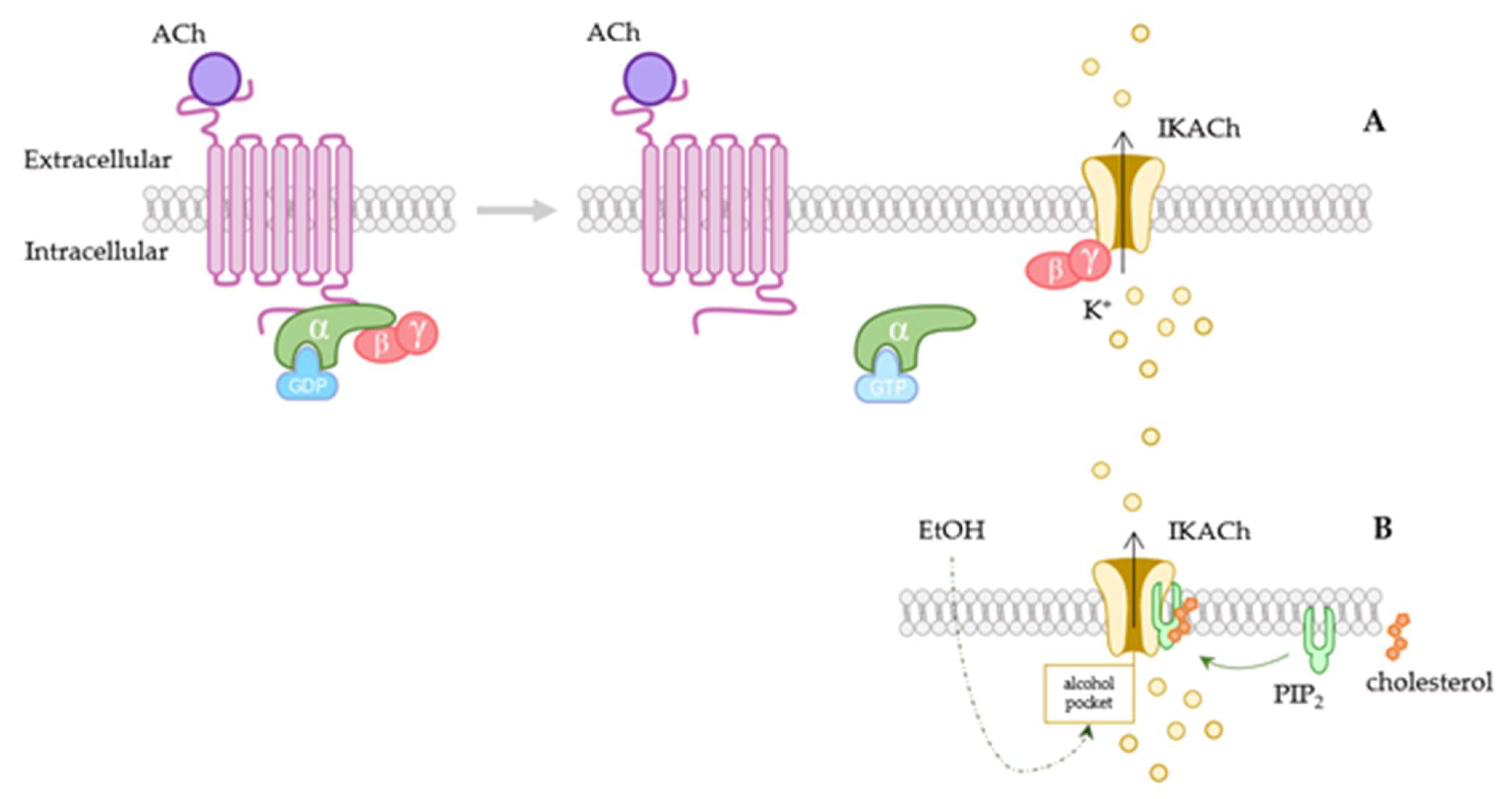 Membranes Free Full Text The Relevance Of GIRK Channels In Heart membranes-free-full-text-the-relevance-of-girk-channels-in-heart