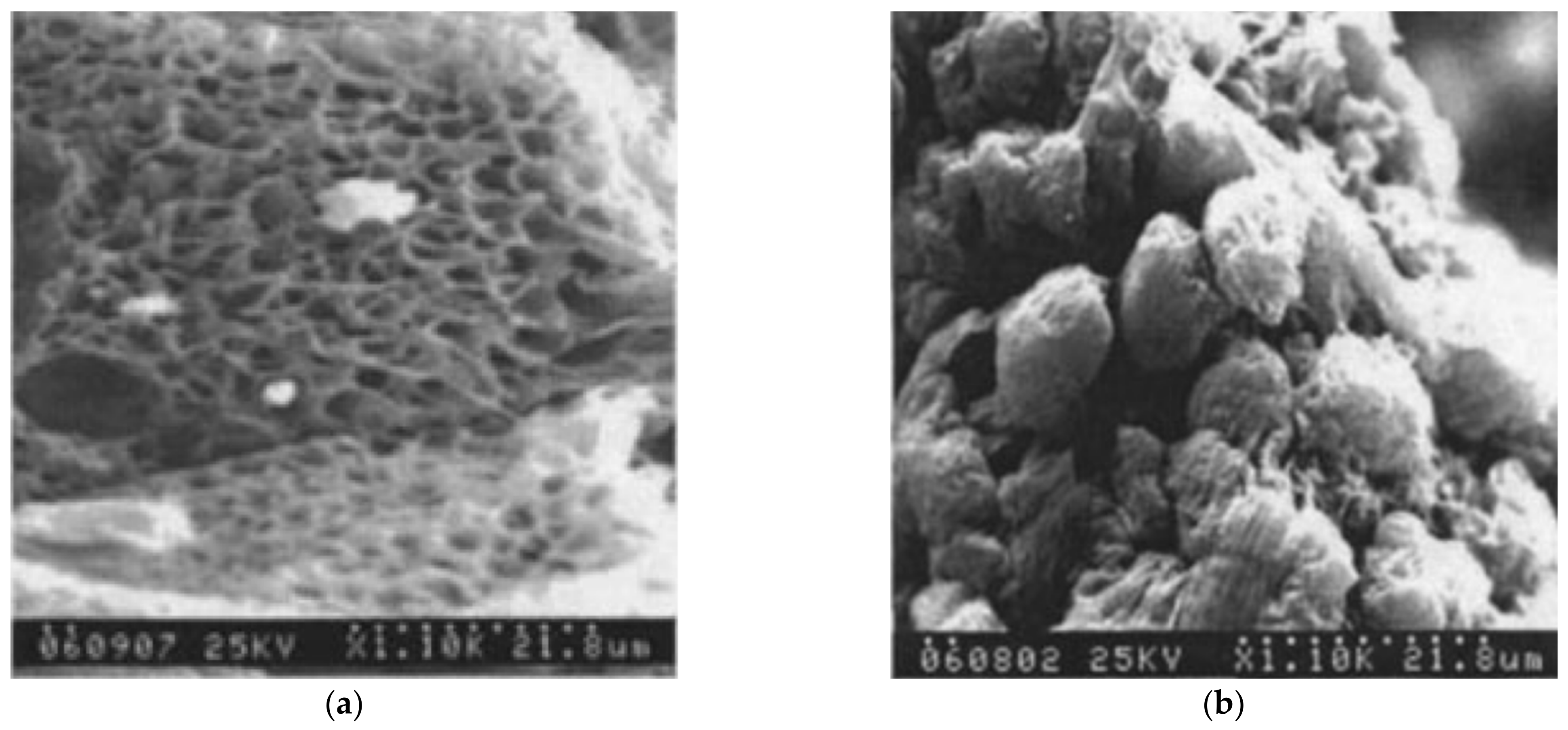 Membranes 12 01137 g007 Membranes 12 01137 g007