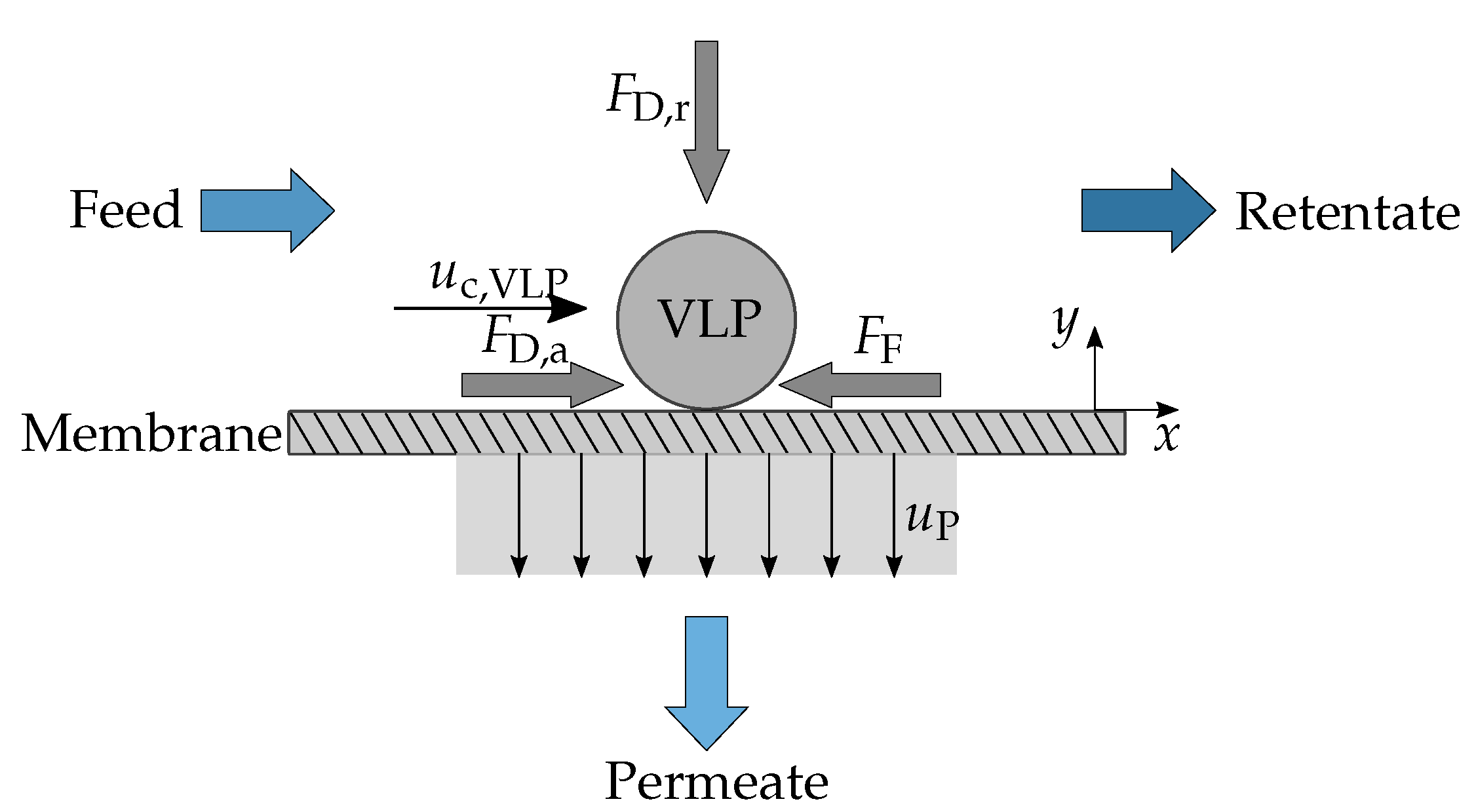 Membranes Free FullText A Hydrodynamic Approach to the Study of