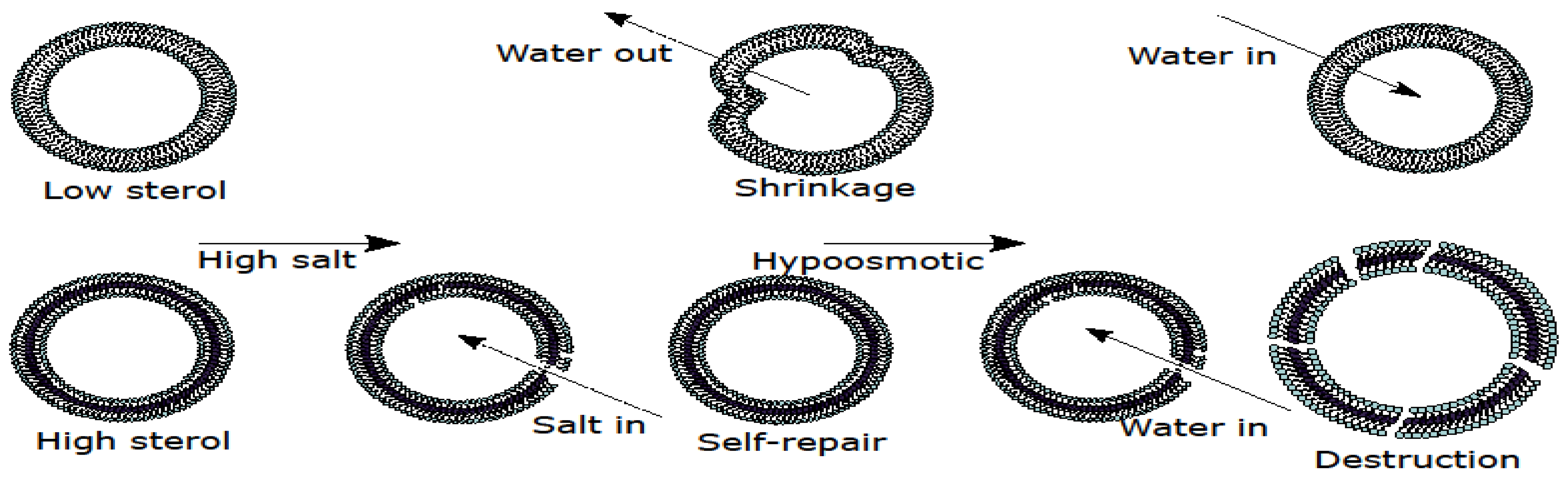 Membranes 12 01278 g001 Membranes 12 01278 g001