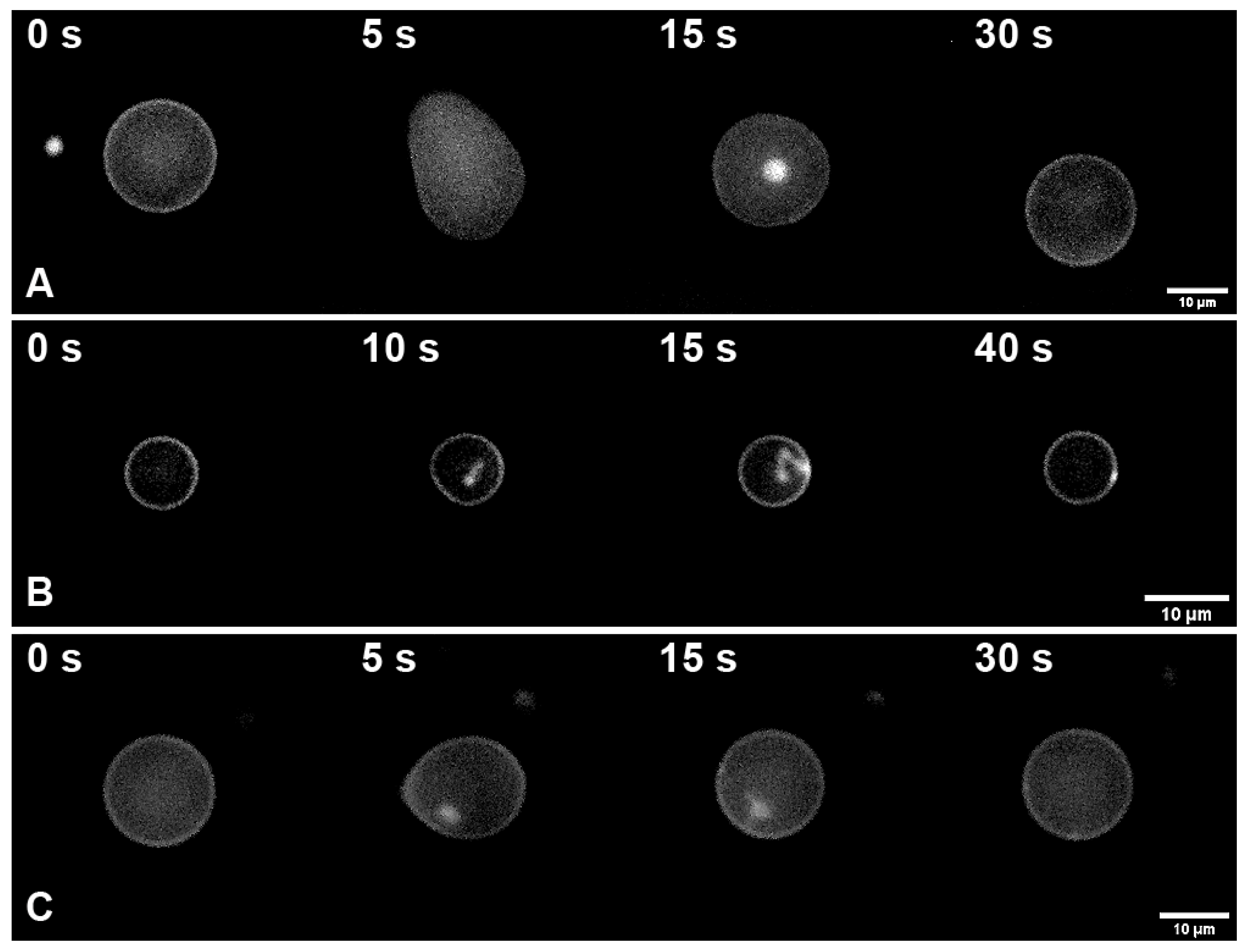 Membranes 12 01278 g003 Membranes 12 01278 g003