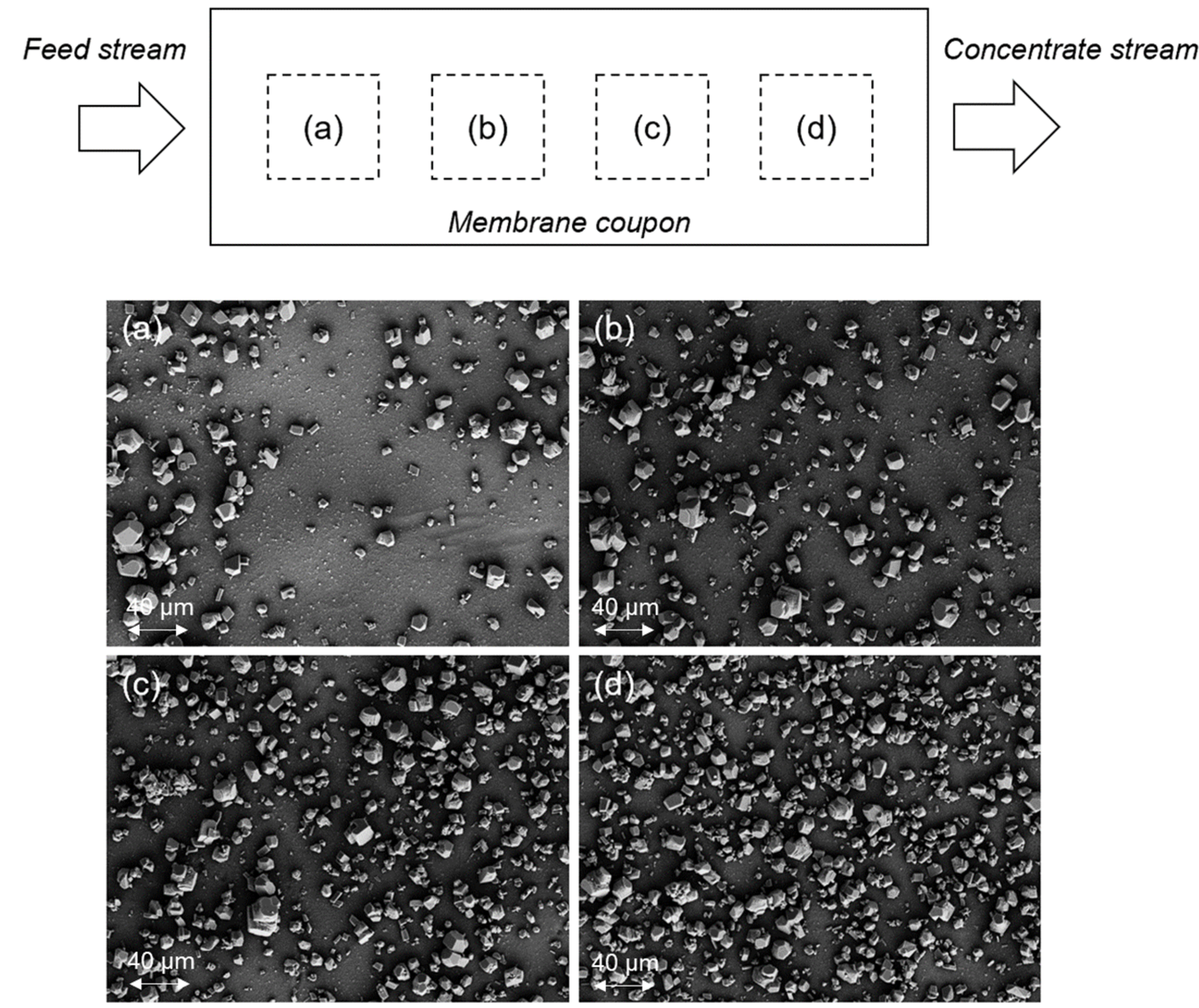 Membranes 12 01287 g004