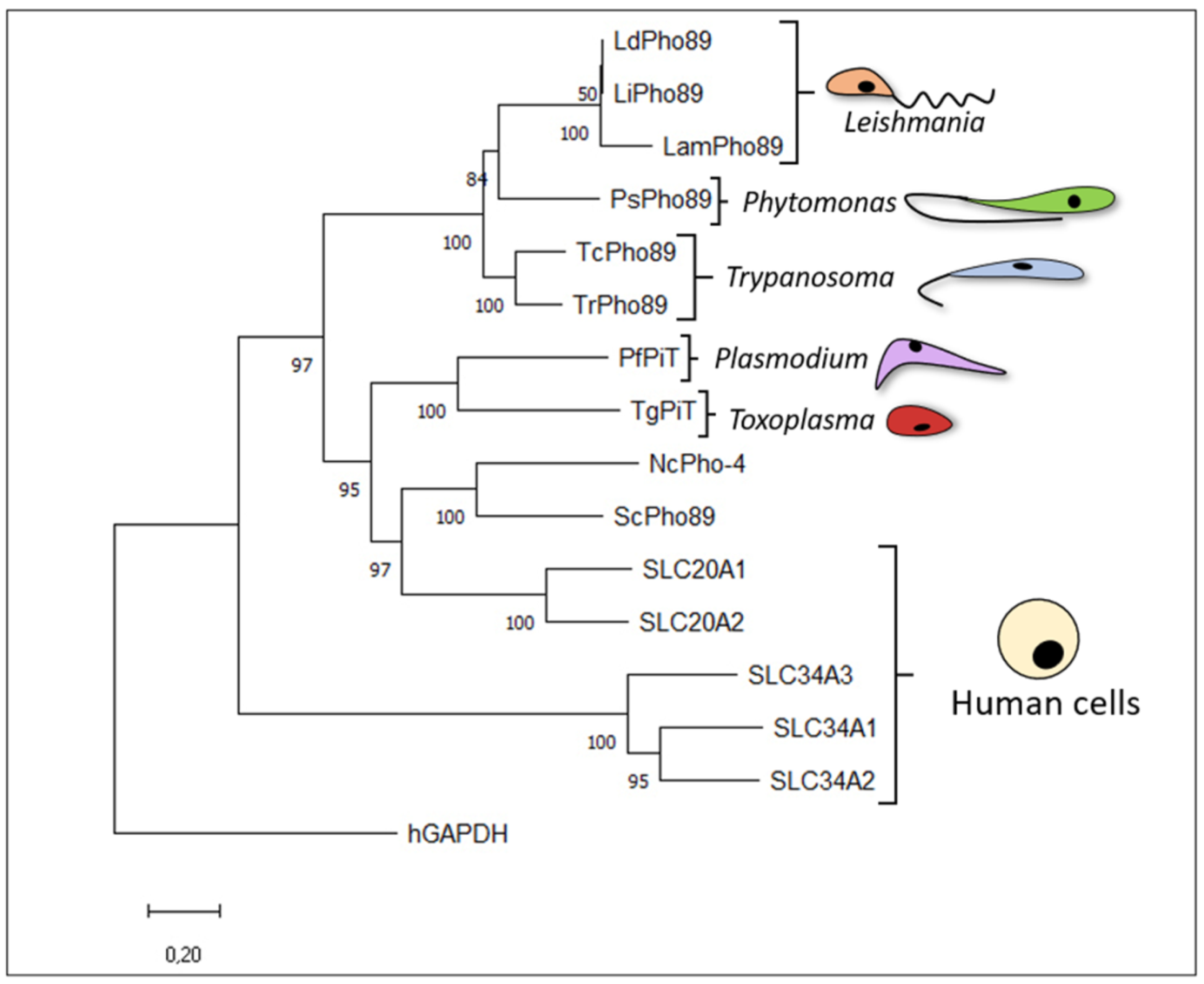 Membranes 13 00042 g002