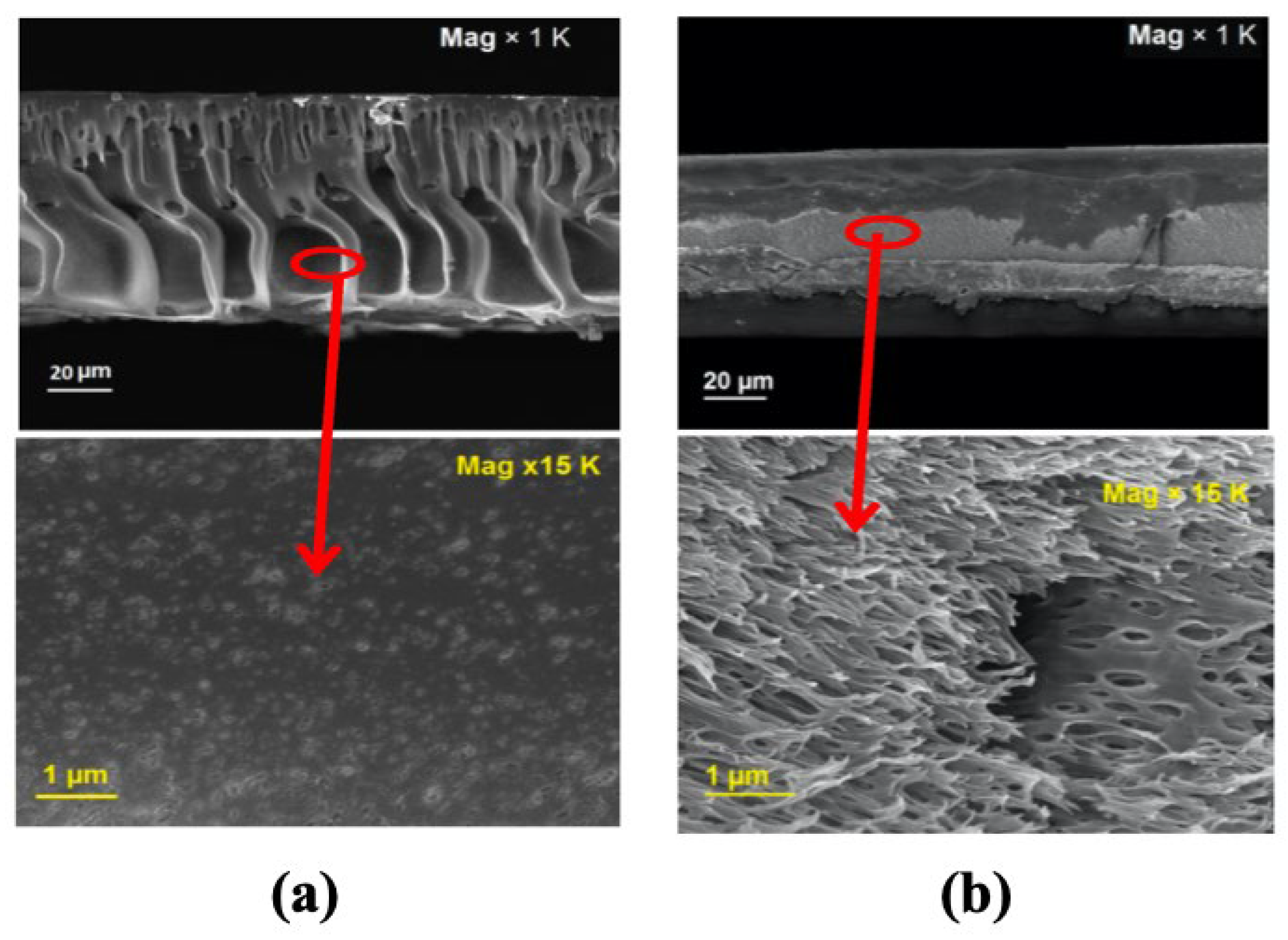 Membranes 13 00073 g007 Membranes 13 00073 g007
