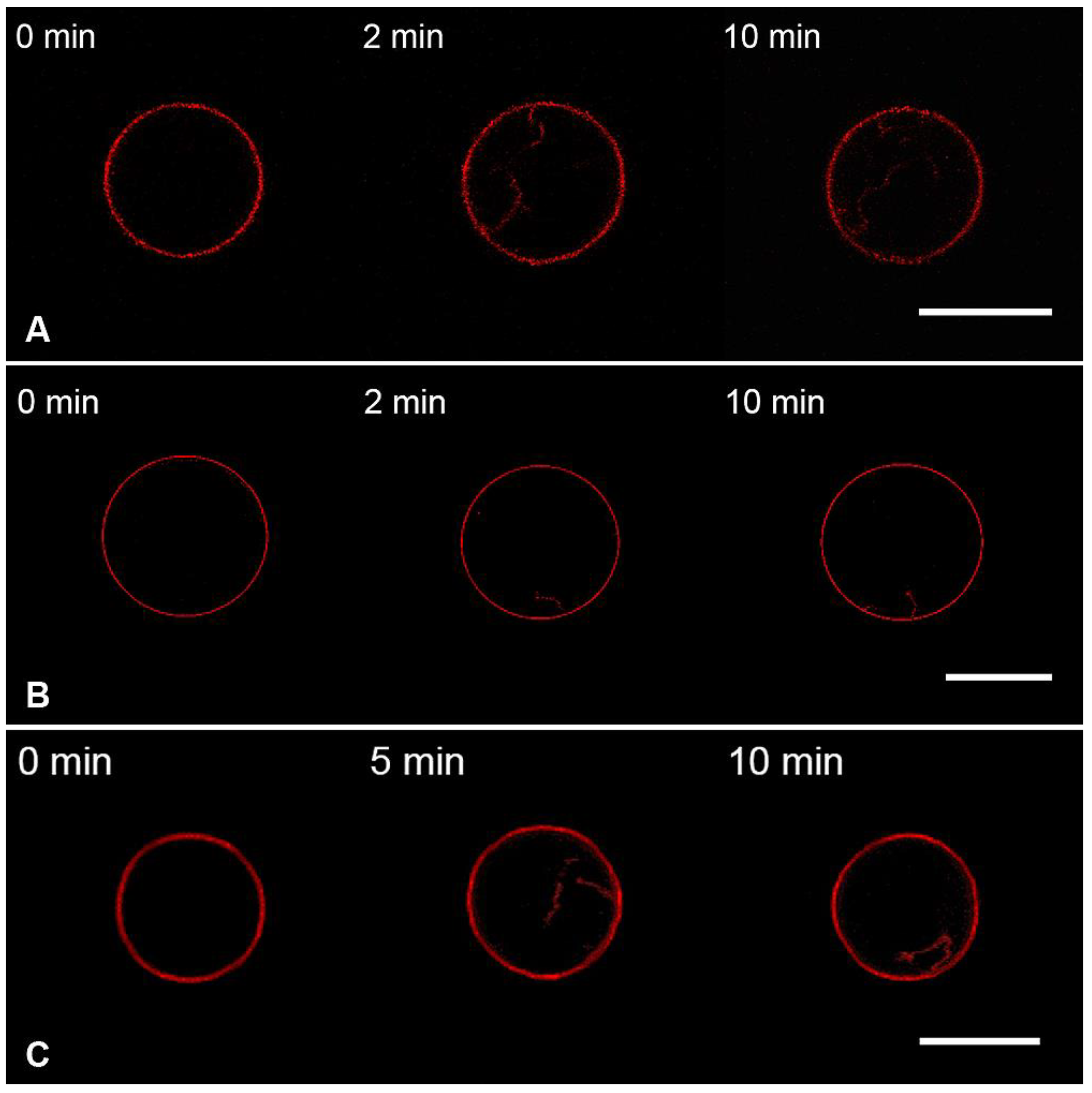 Membranes 13 00076 g003
