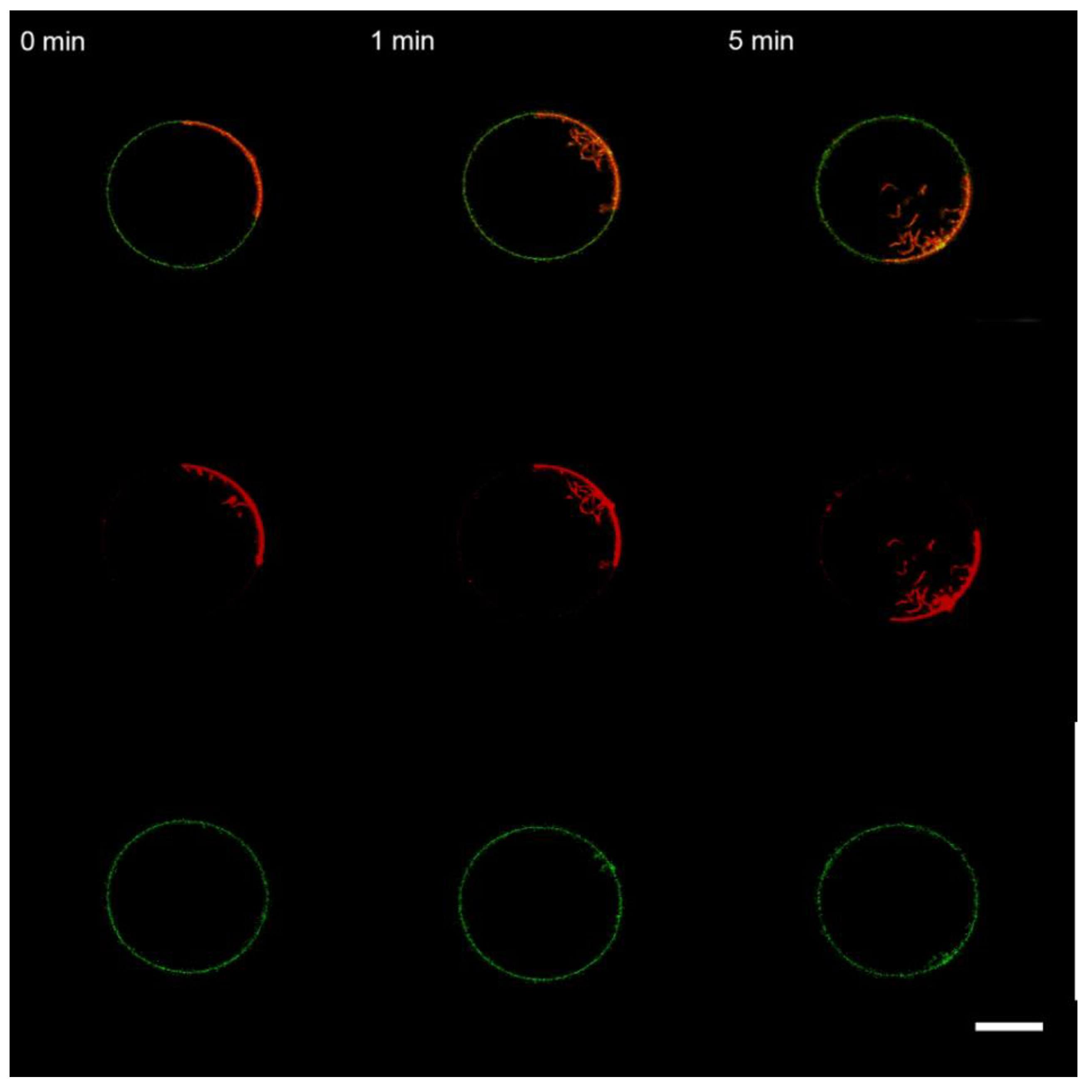 Membranes 13 00076 g010