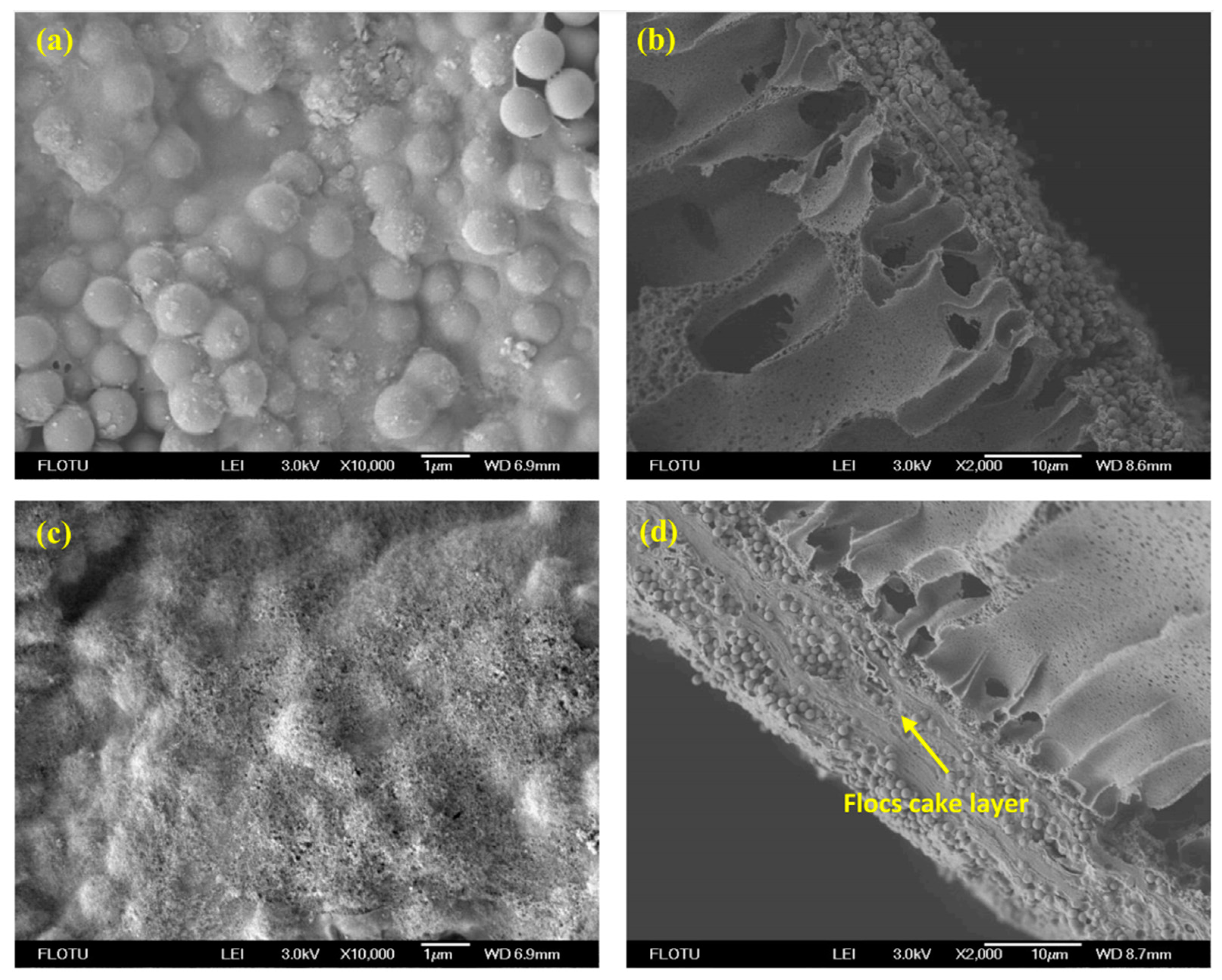 Membranes 13 00077 g004
