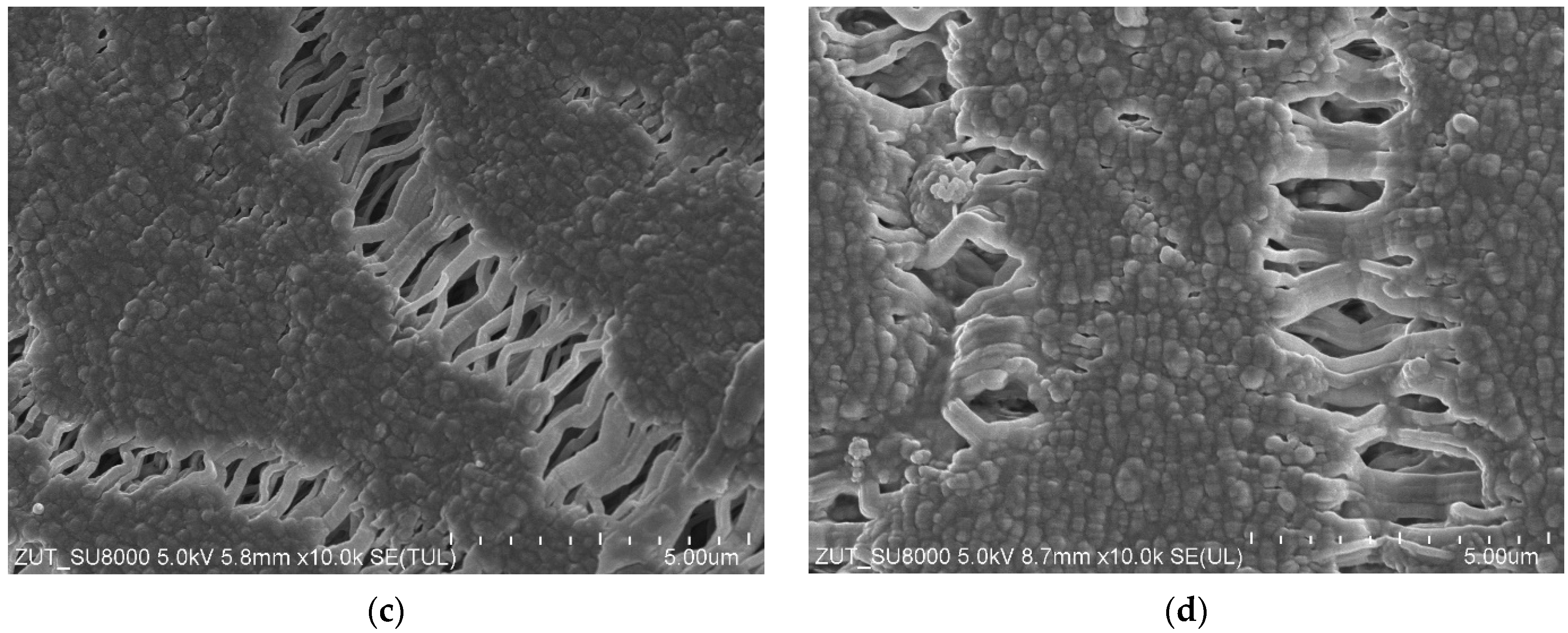 Membranes 13 00080 g005b