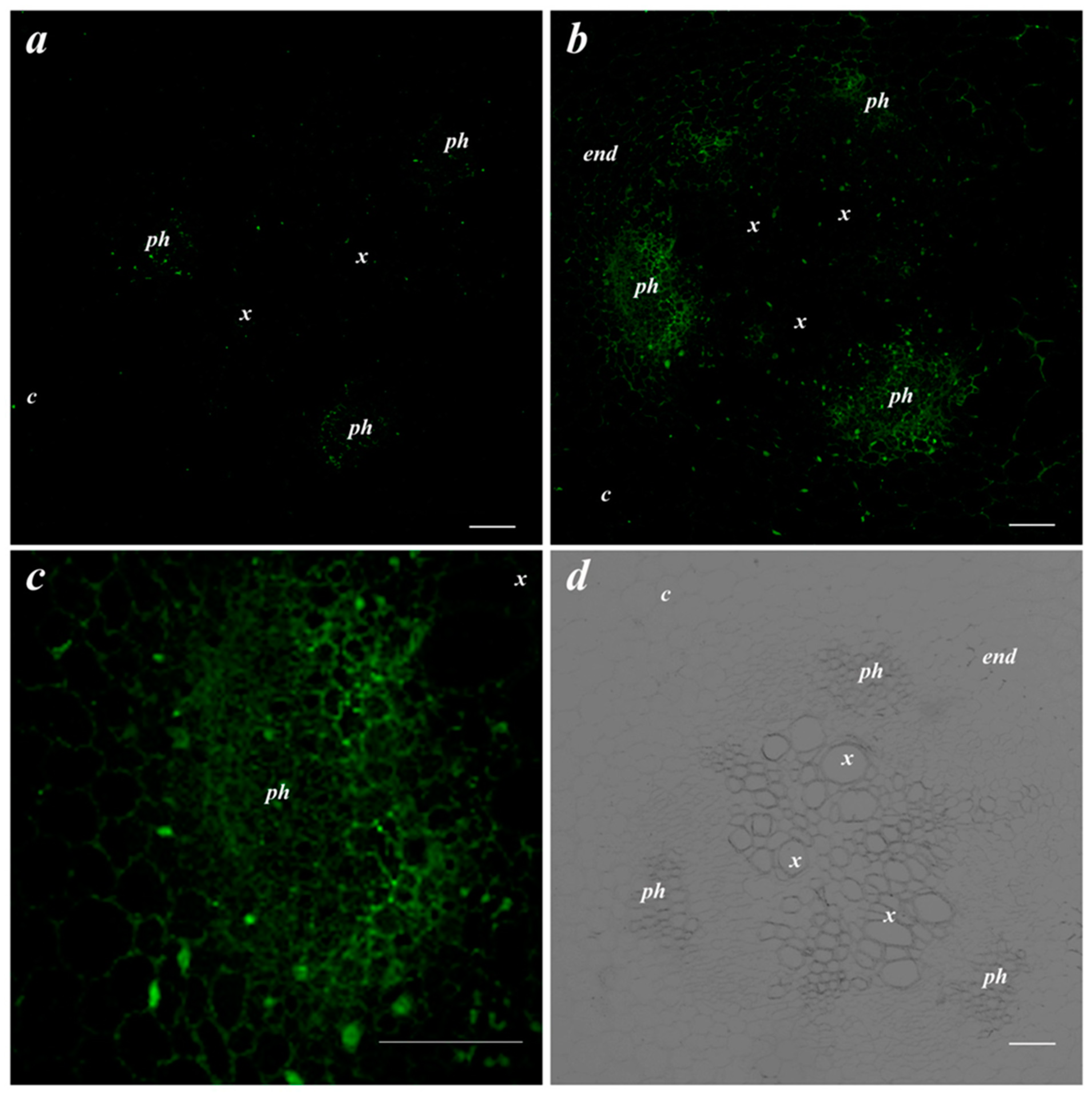 Membranes 13 00208 g002 Membranes 13 00208 g002