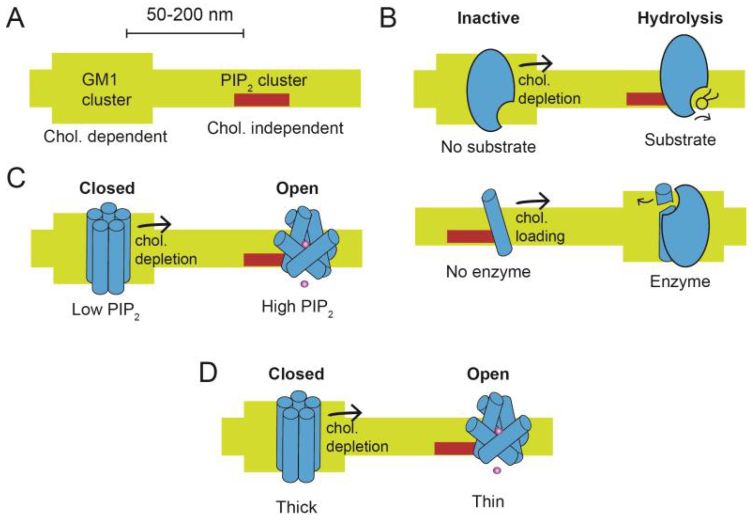 PI(4,5)P2 and Cholesterol: Synthesis, Regulation, and Functions