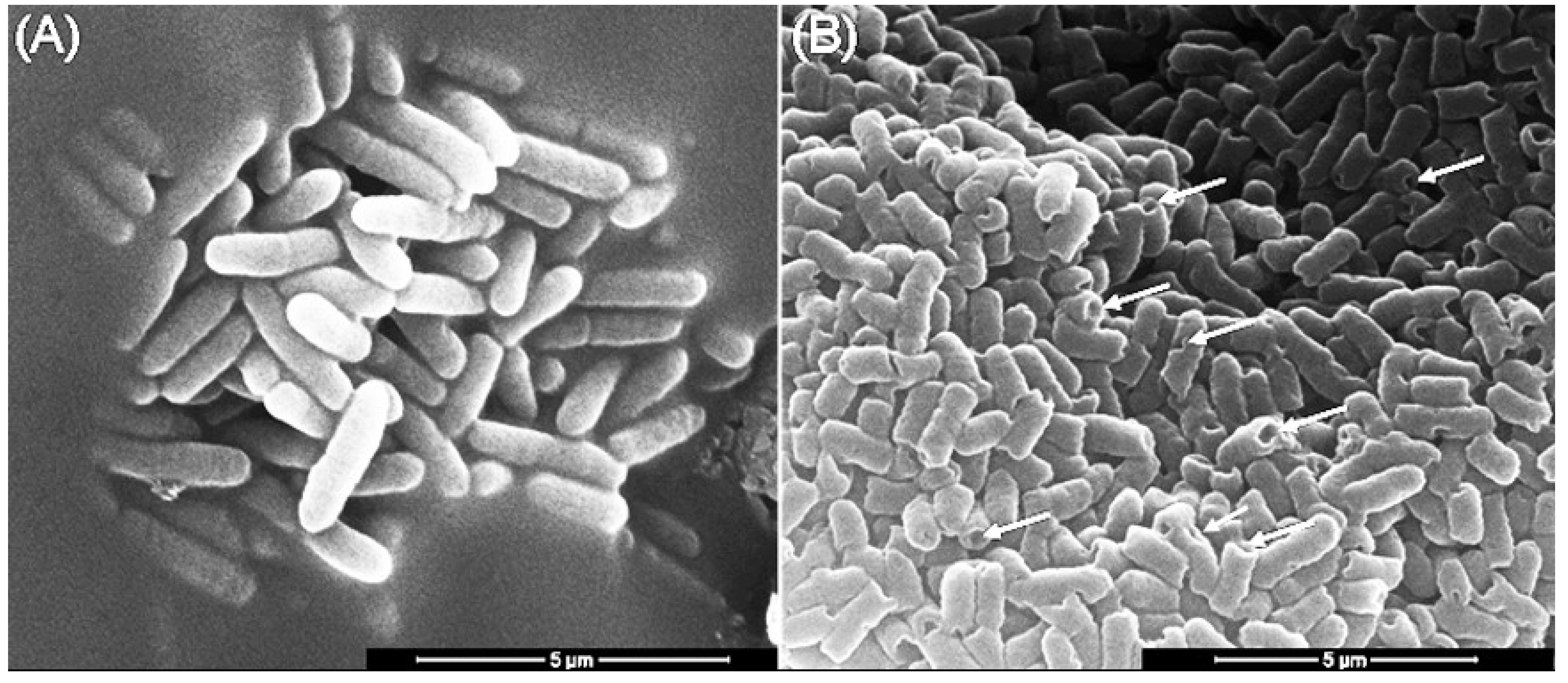 Membranes 13 00251 g004 Membranes 13 00251 g004