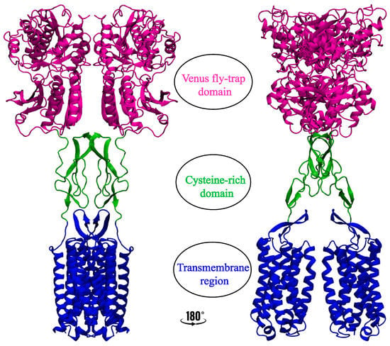 Membranes | Free Full-Text | Cholesterol in Class C GPCRs: Role 
