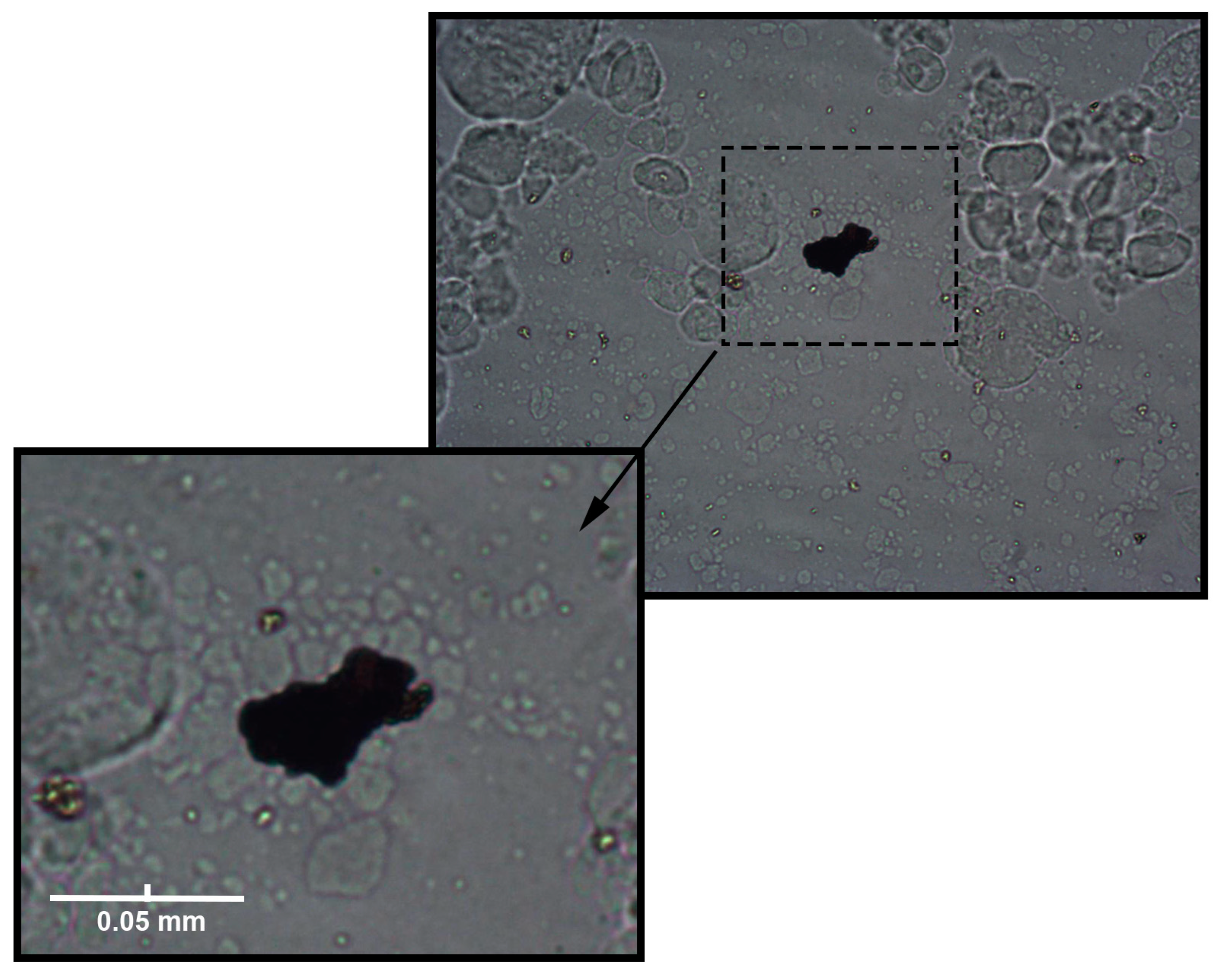 Membranes 13 00334 g008