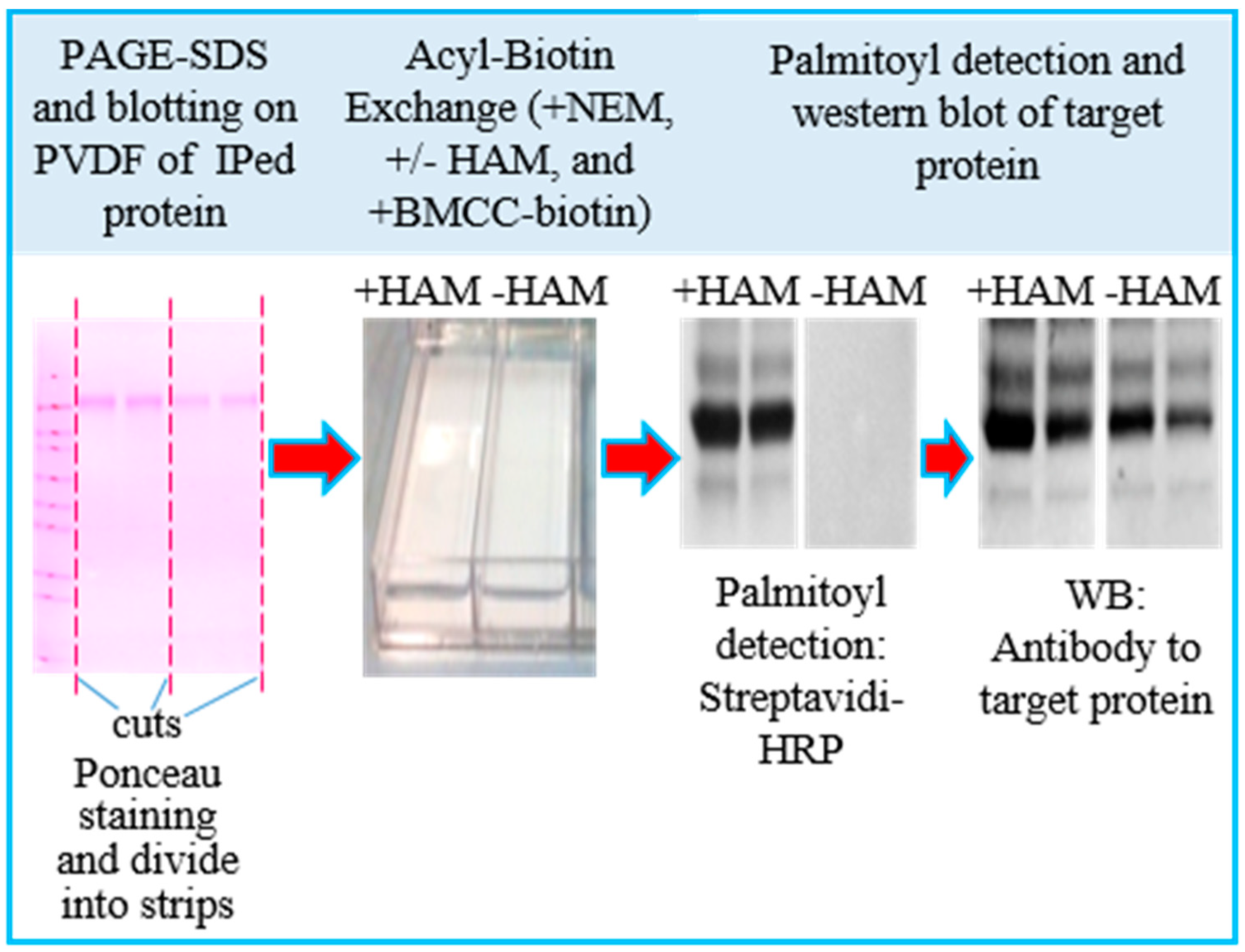 Membranes 13 00361 g001 Membranes 13 00361 g001