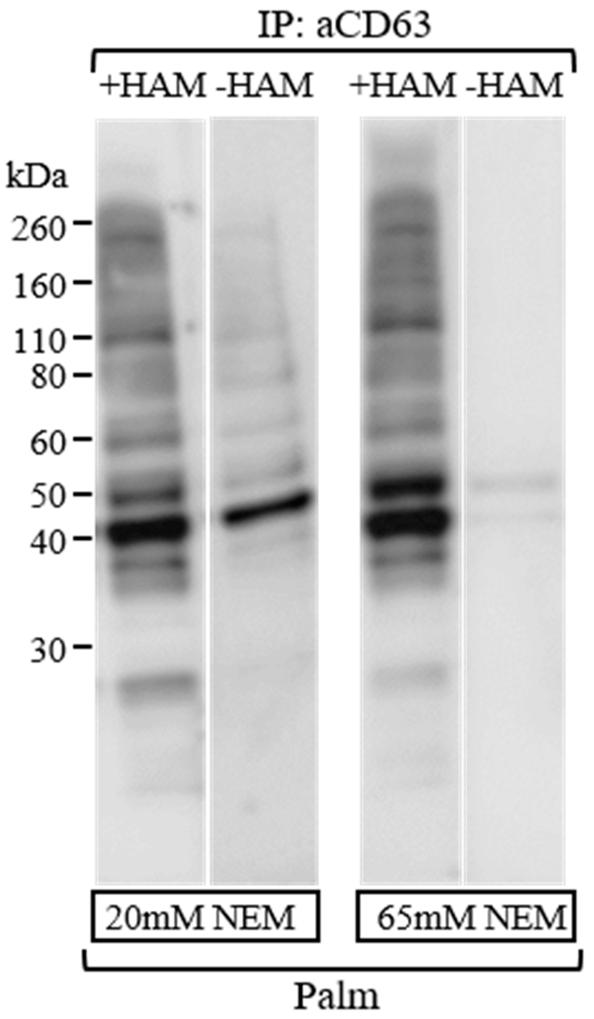 Membranes 13 00361 g003 Membranes 13 00361 g003