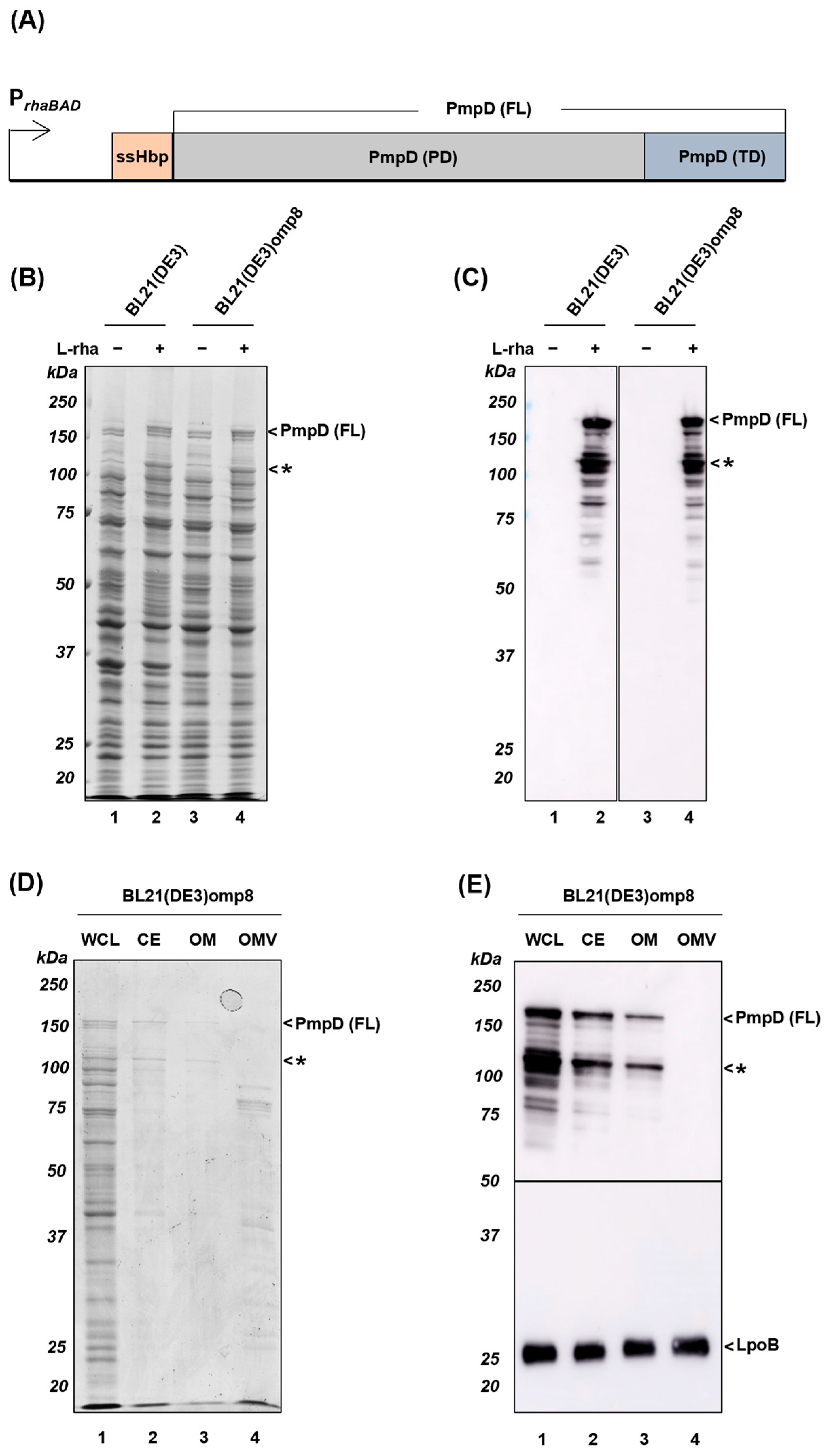 Full article: Intranasal and Intramuscular Immunization with Outer Membrane  Vesicles from Serogroup C Meningococci Induced Functional Antibodies and  Immunologic Memory