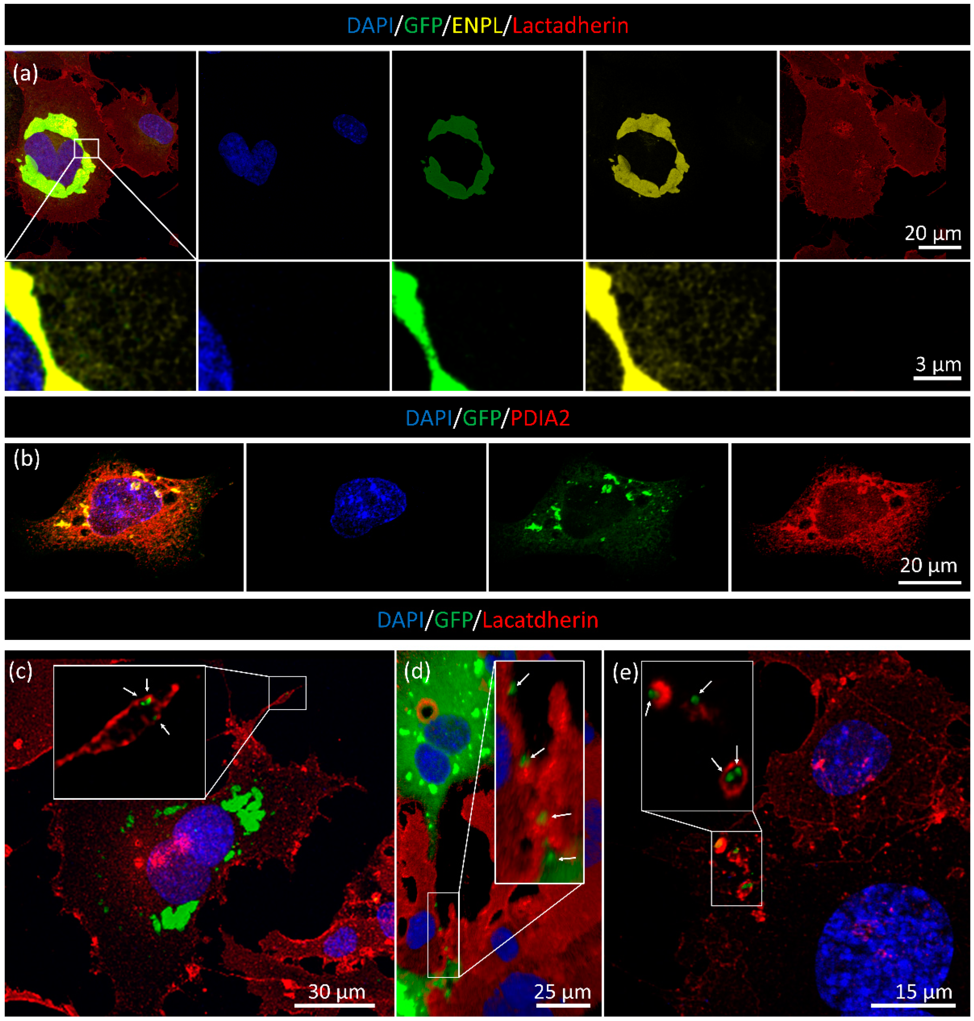 Membranes 13 00431 g006 Membranes 13 00431 g006