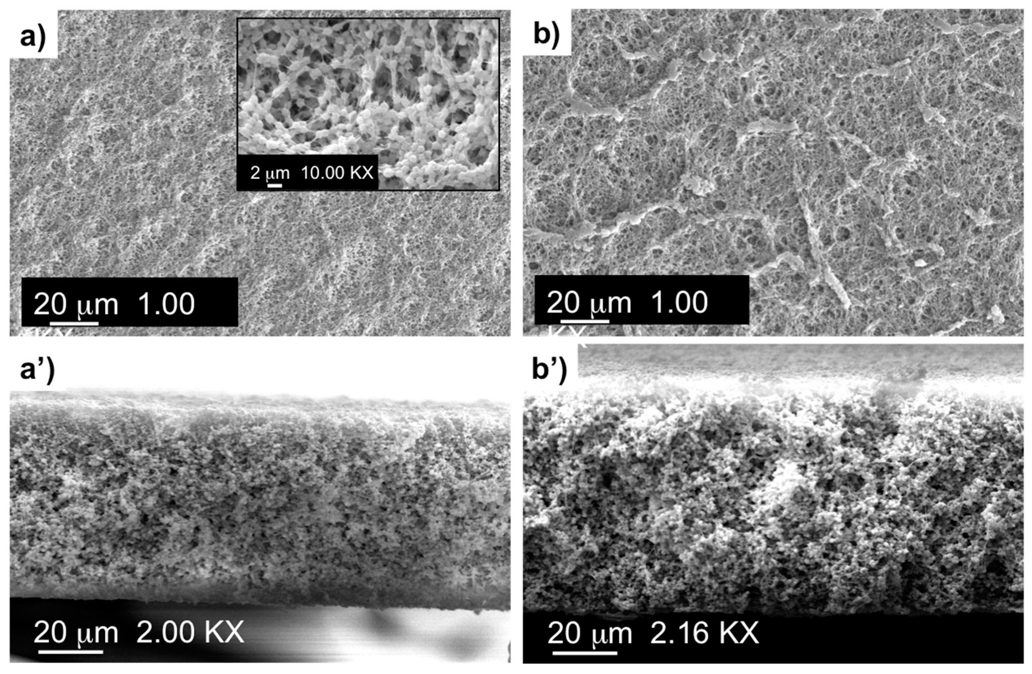 Membranes 13 00437 g001 Membranes 13 00437 g001