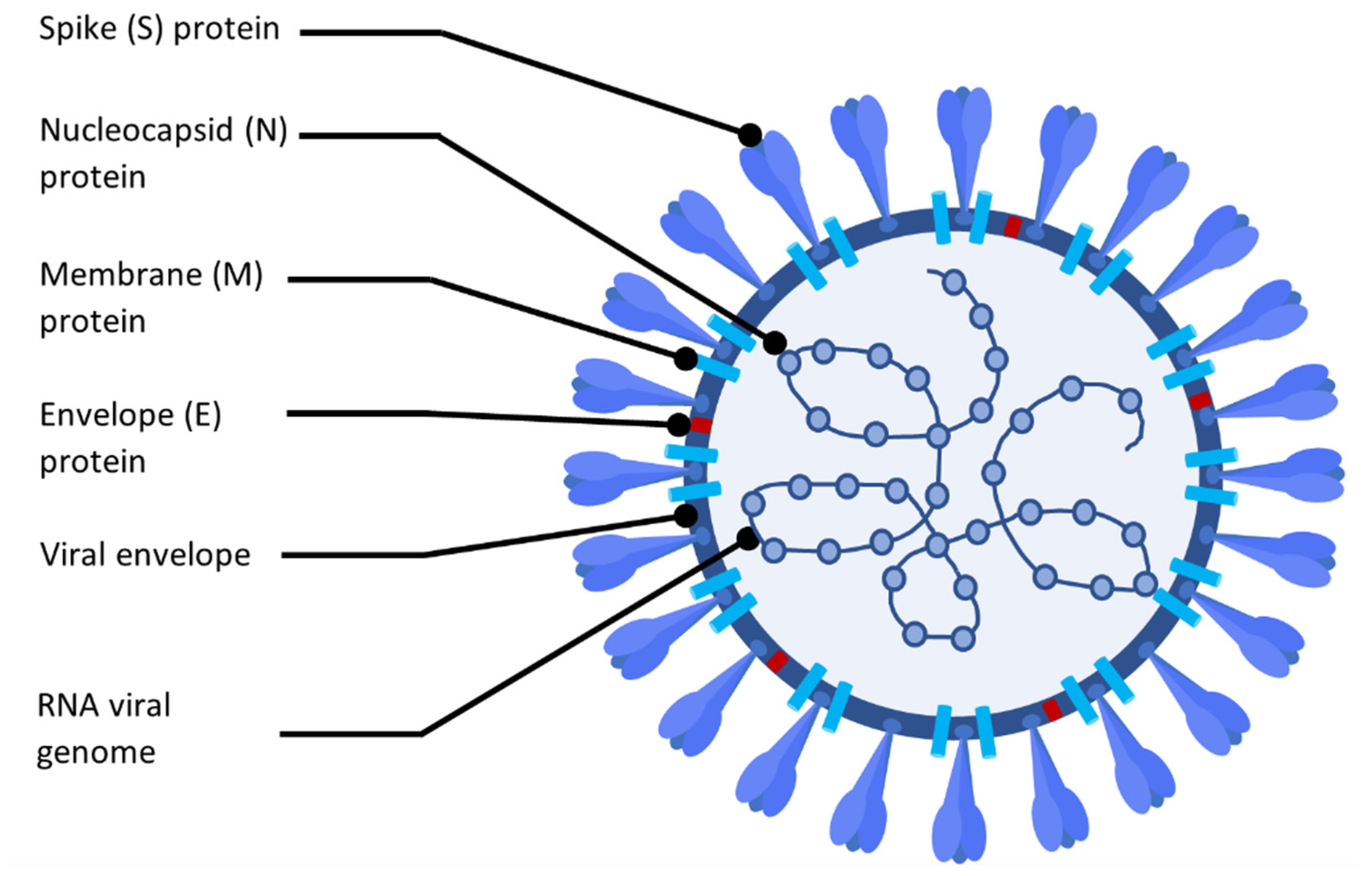 Antiviral virus-fighting properties