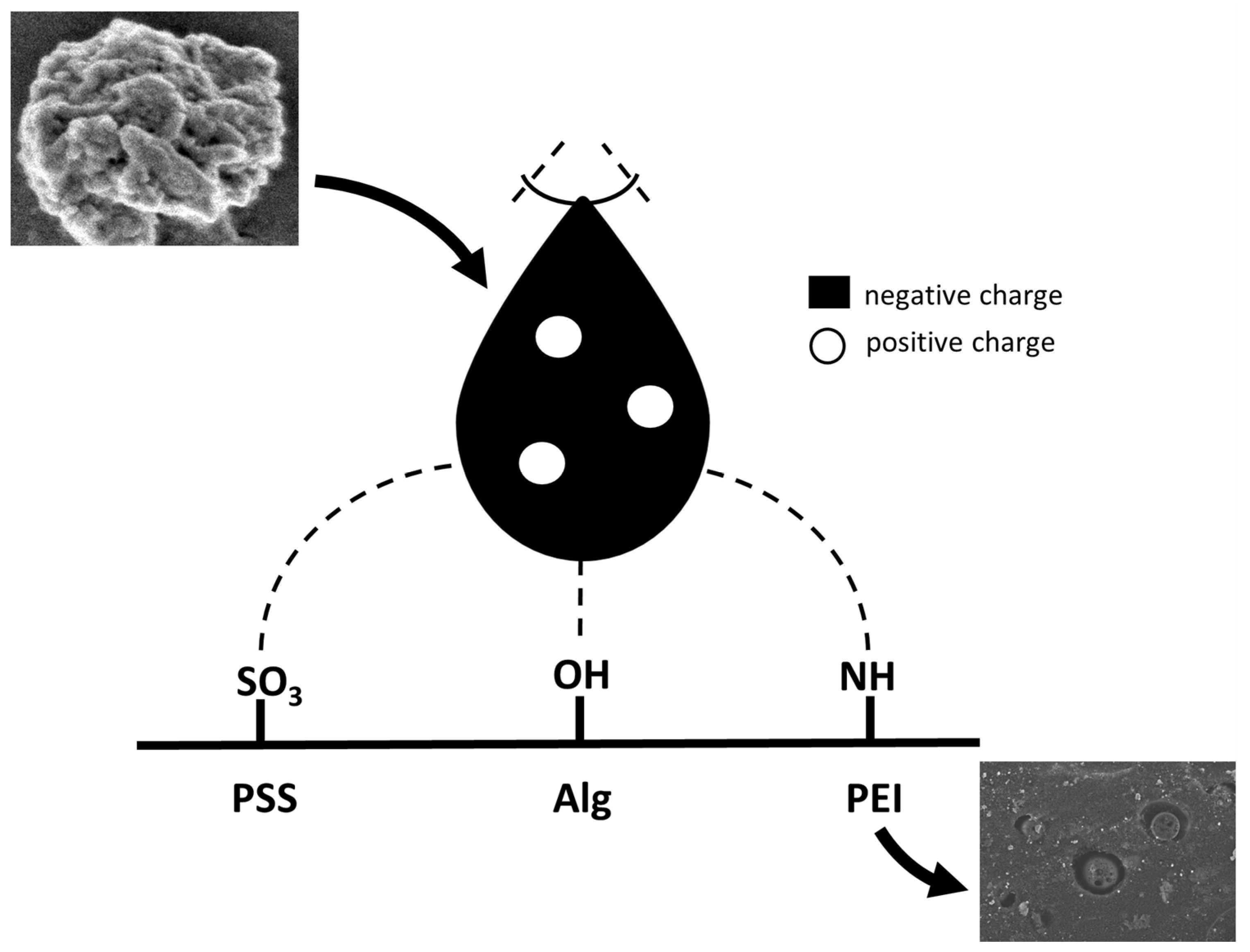 Membranes 13 00464 g006 Membranes 13 00464 g006