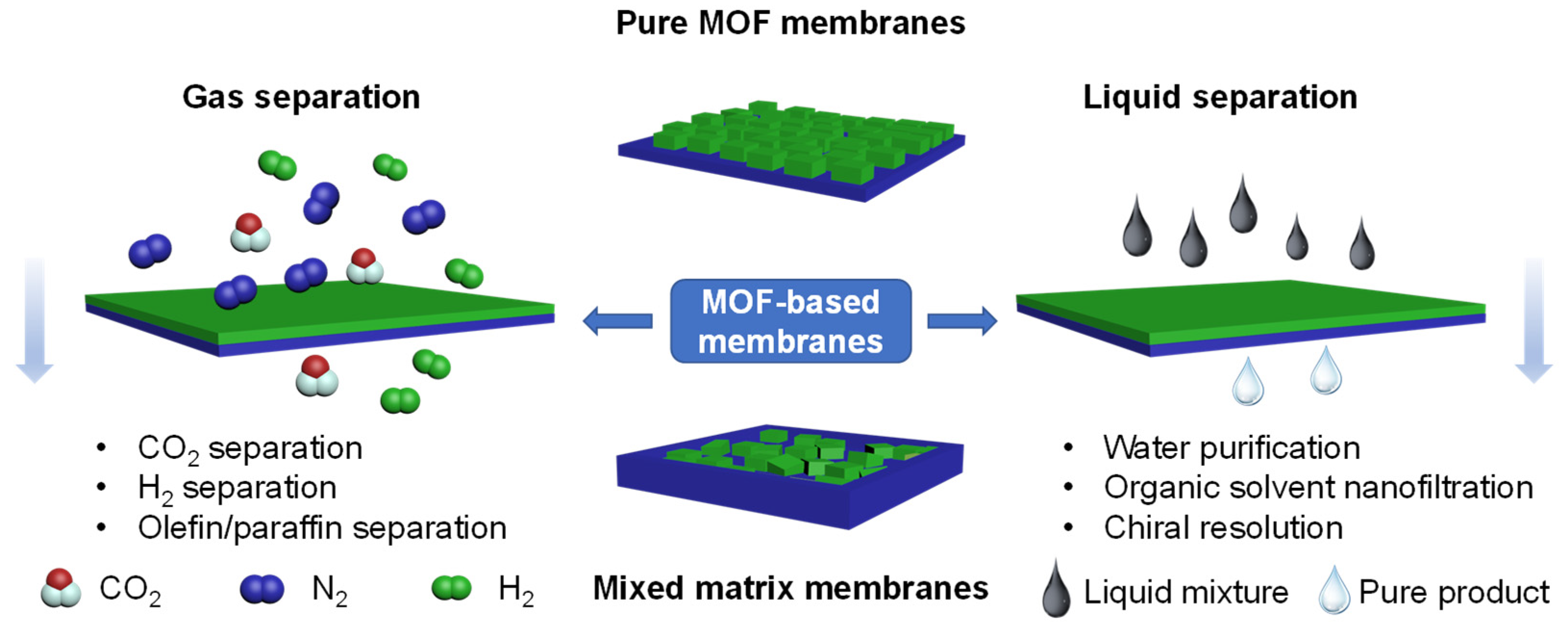 B membrane
