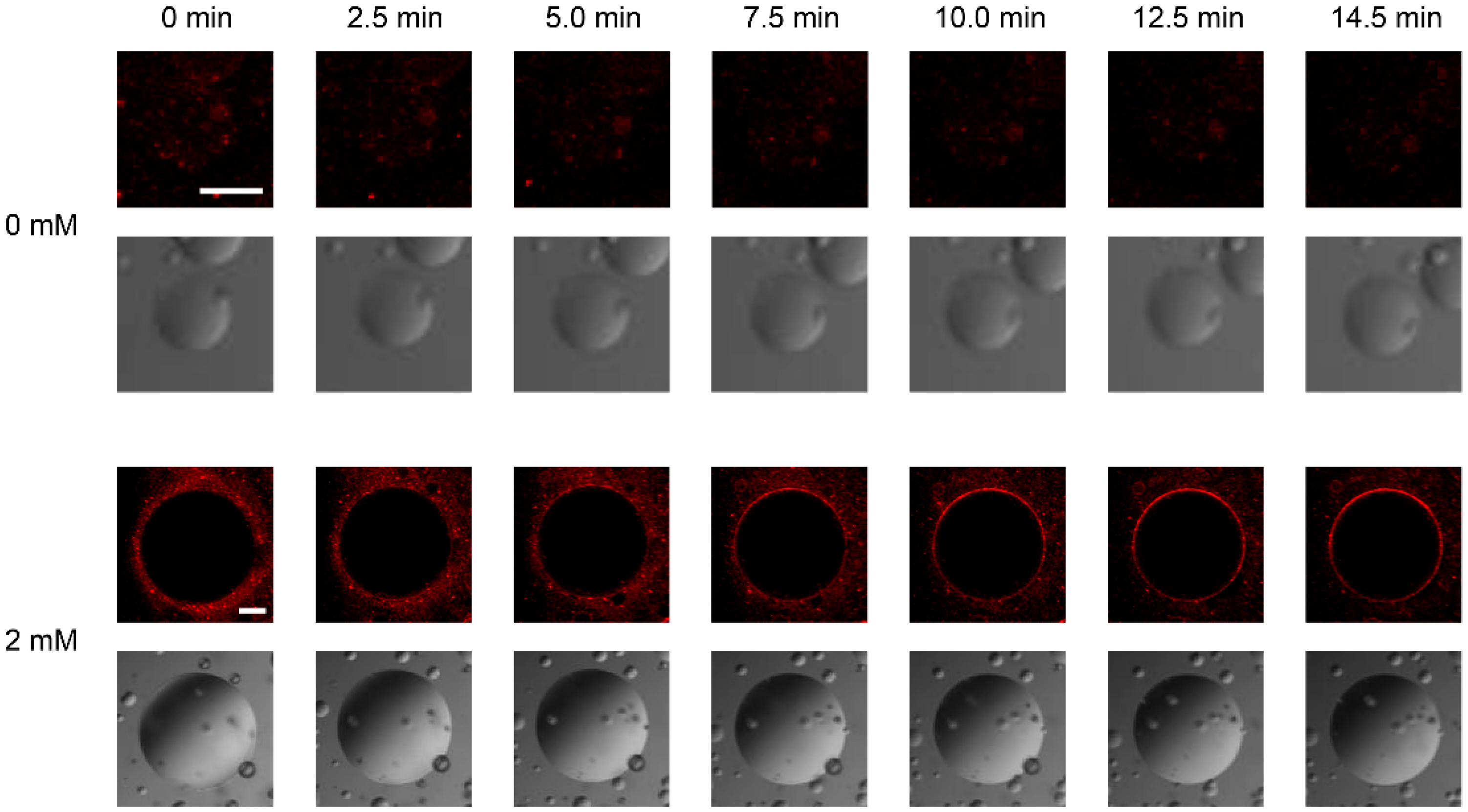 Membranes 13 00507 g003
