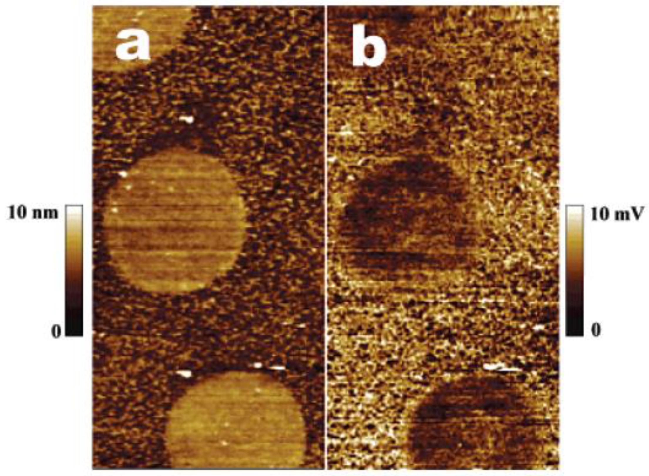 Membranes | Free Full-Text | Developing Enzyme Immobilization with 