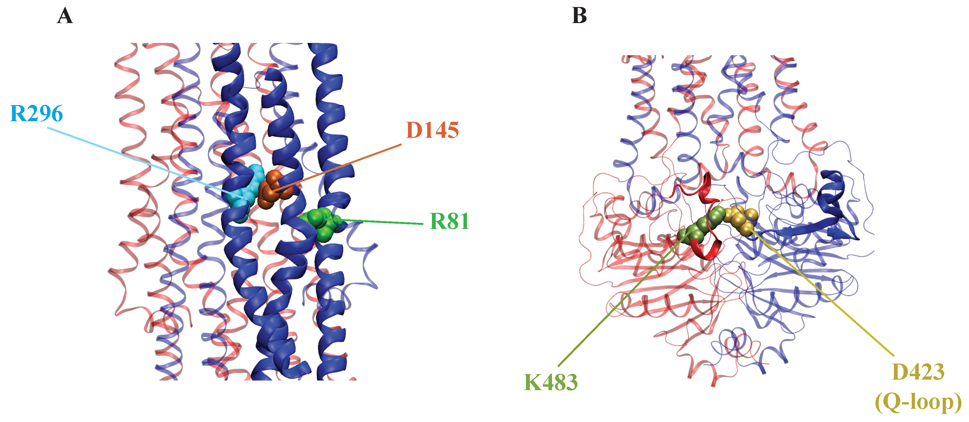 Membranes | Free Full-Text | The Alternating Access Mechanism in 