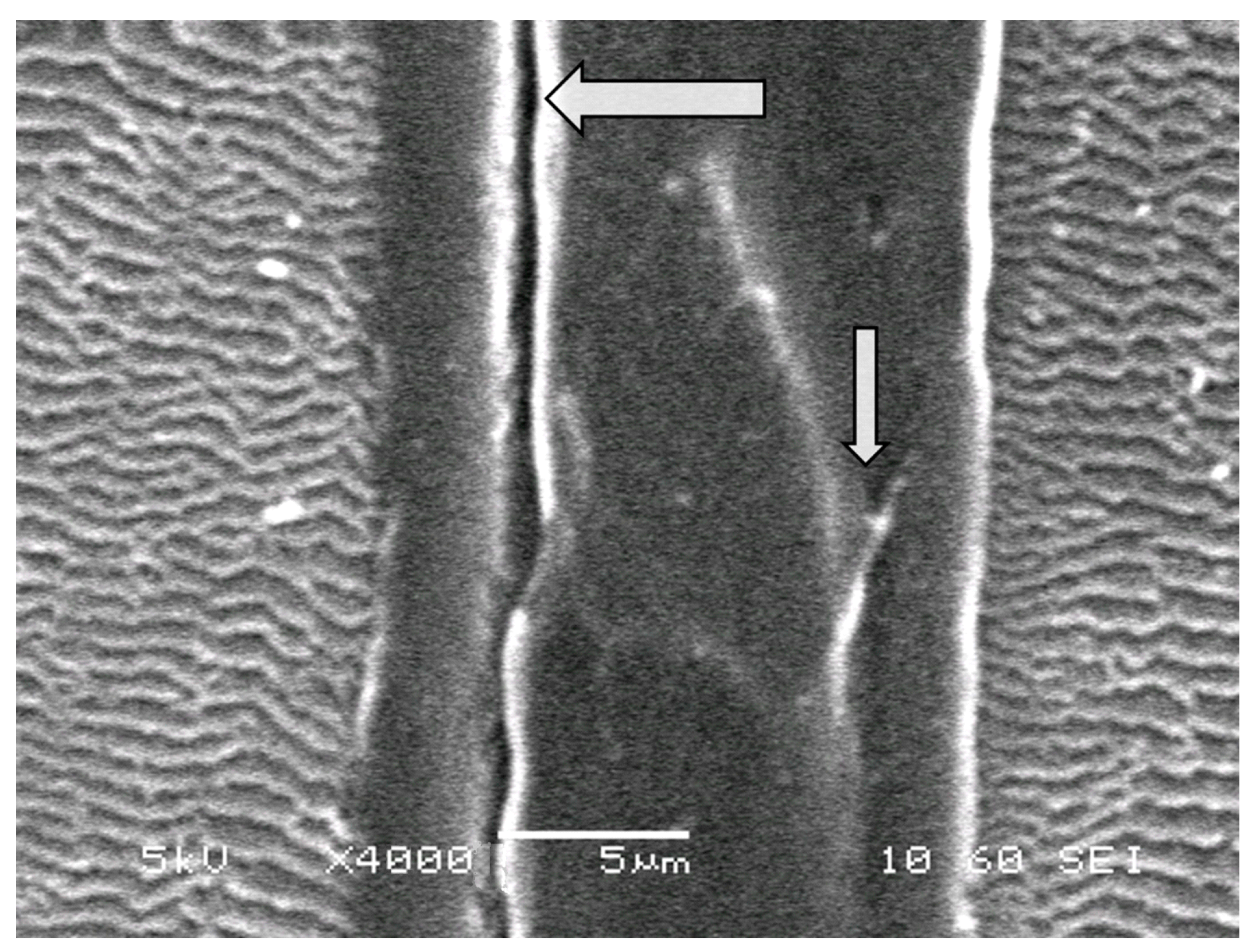 Membranes 13 00587 g008