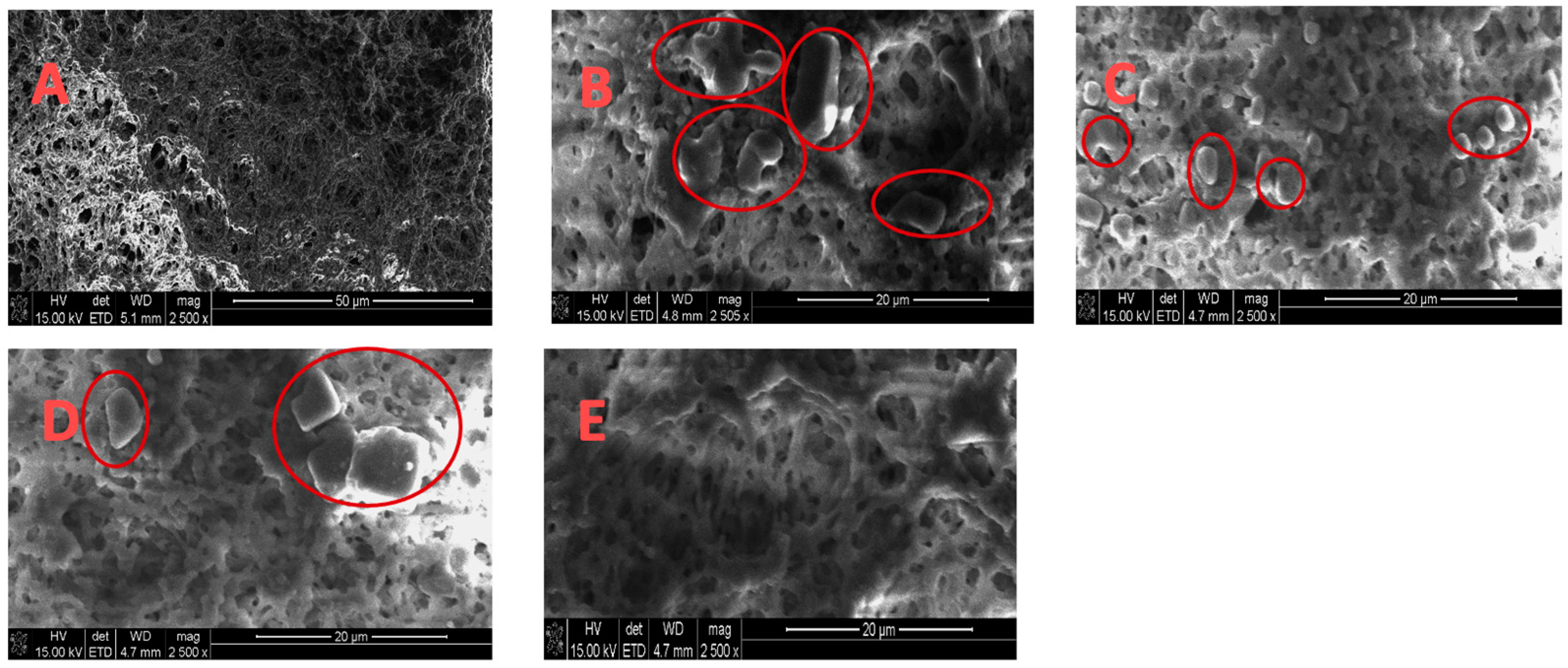 Membranes 13 00597 g005