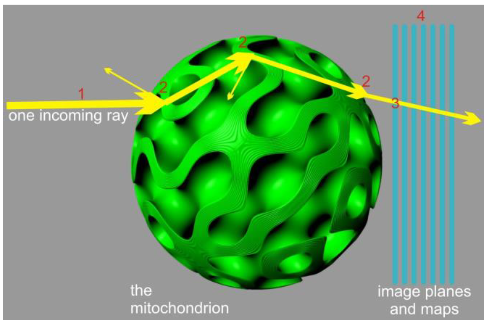 Membranes 13 00610 g004