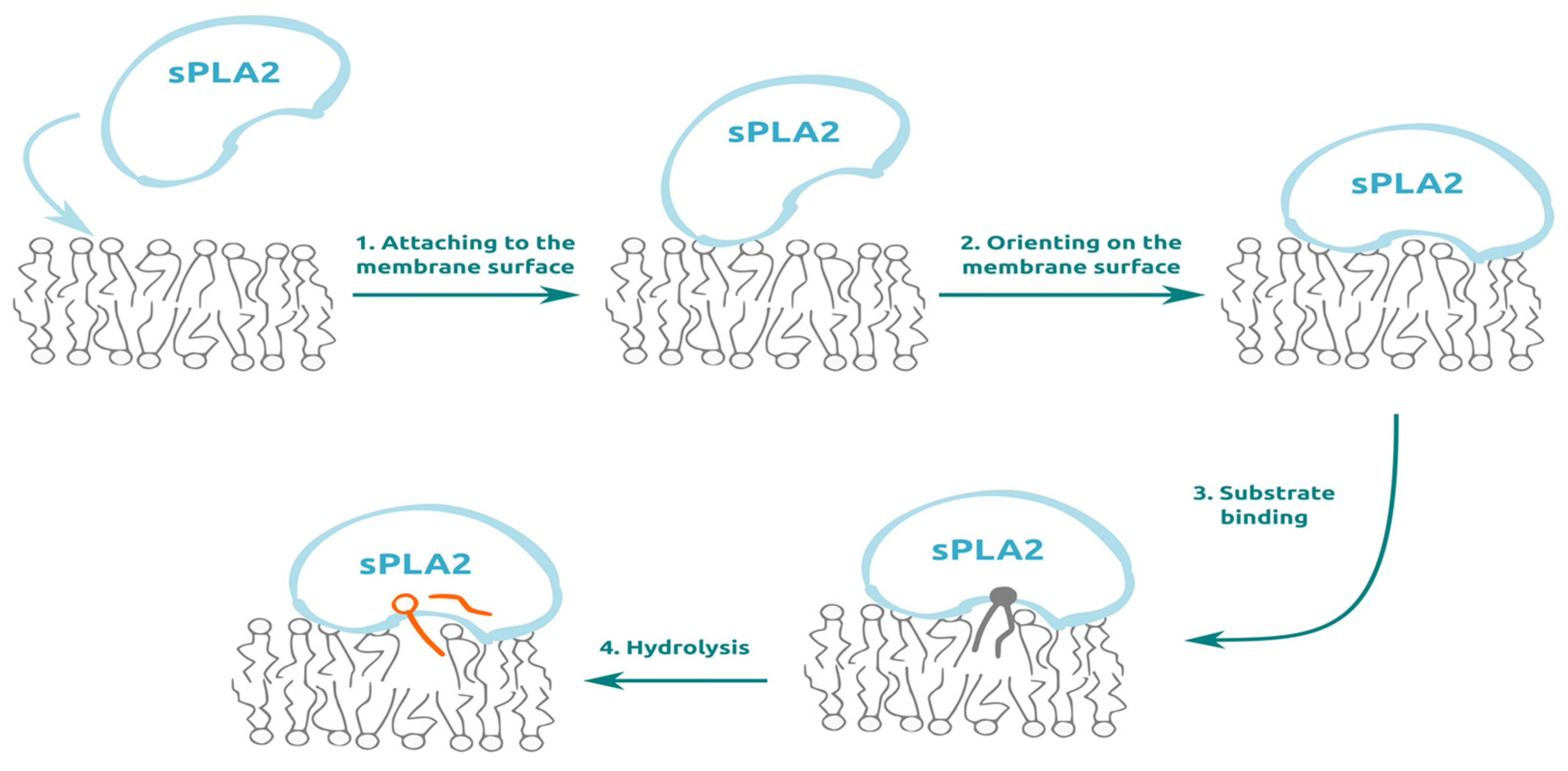 Membranes 13 00618 g001 Membranes 13 00618 g001