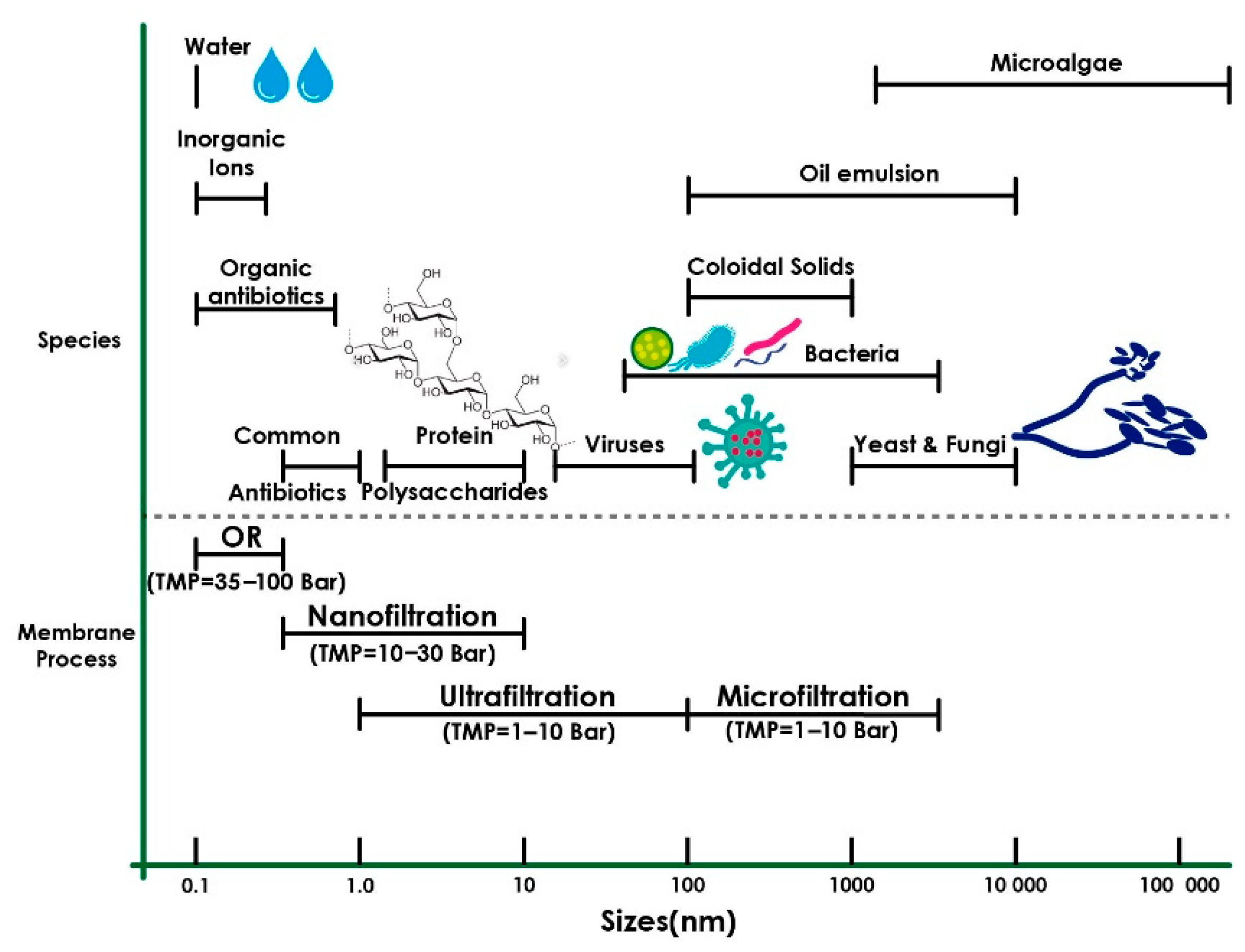 Membranes 13 00625 g006