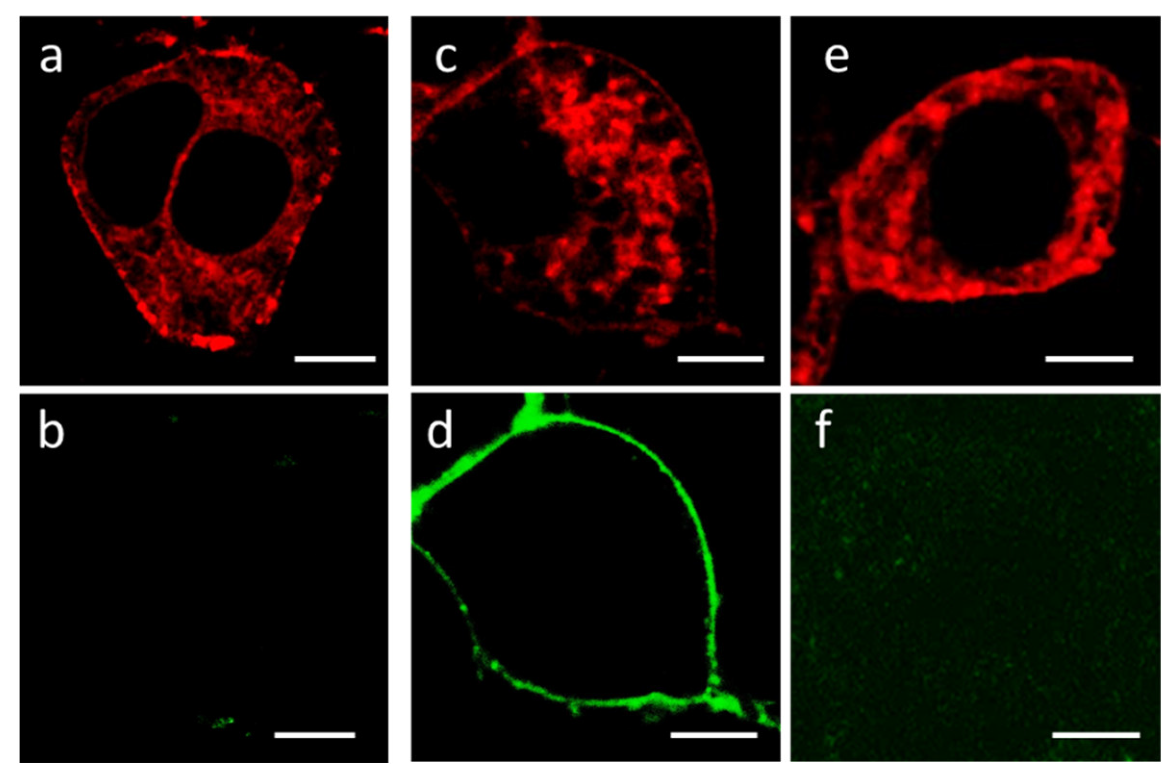 Membranes 13 00645 g003 Membranes 13 00645 g003